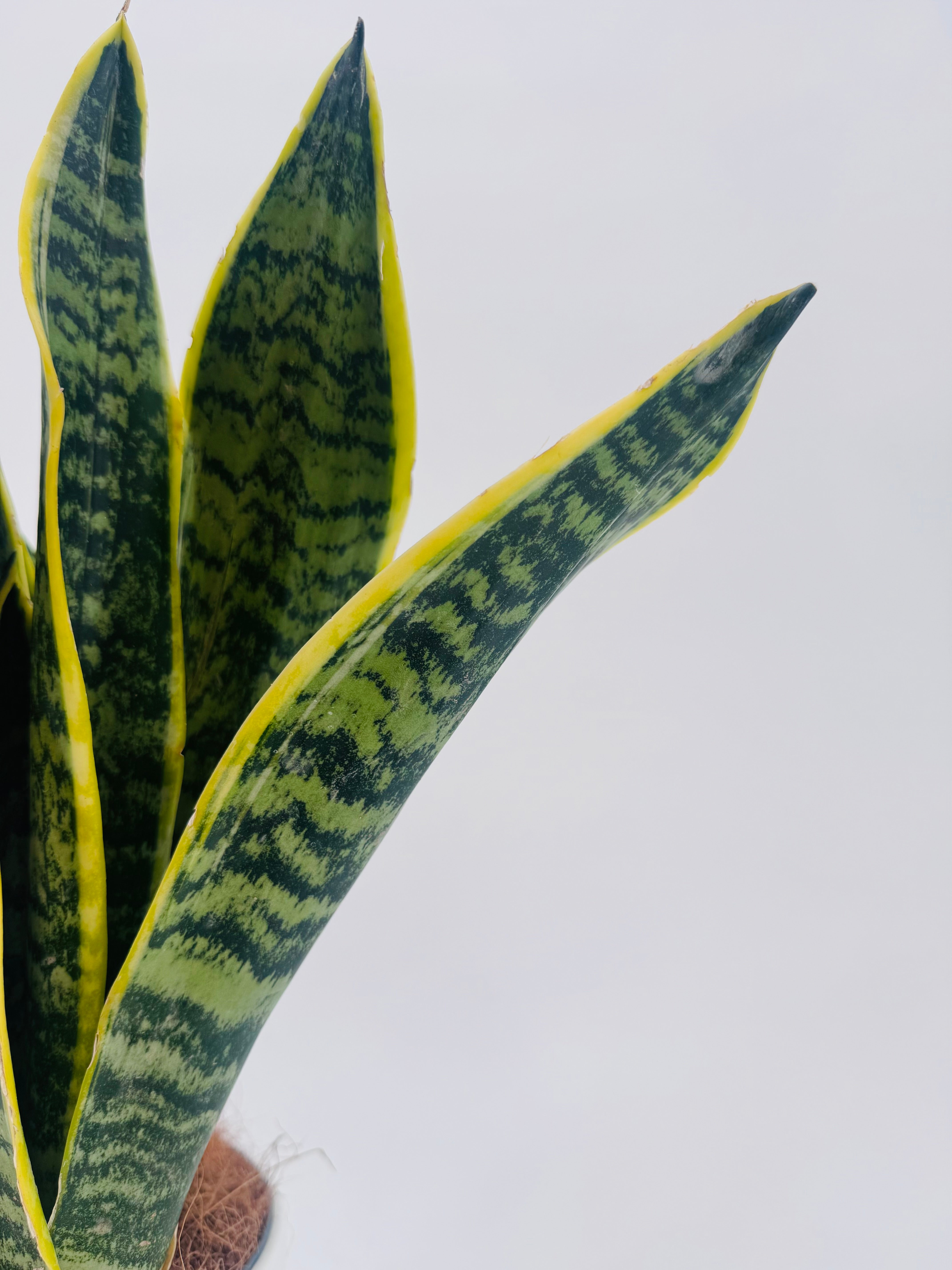 SANSEVIERIA FUTURA C14
