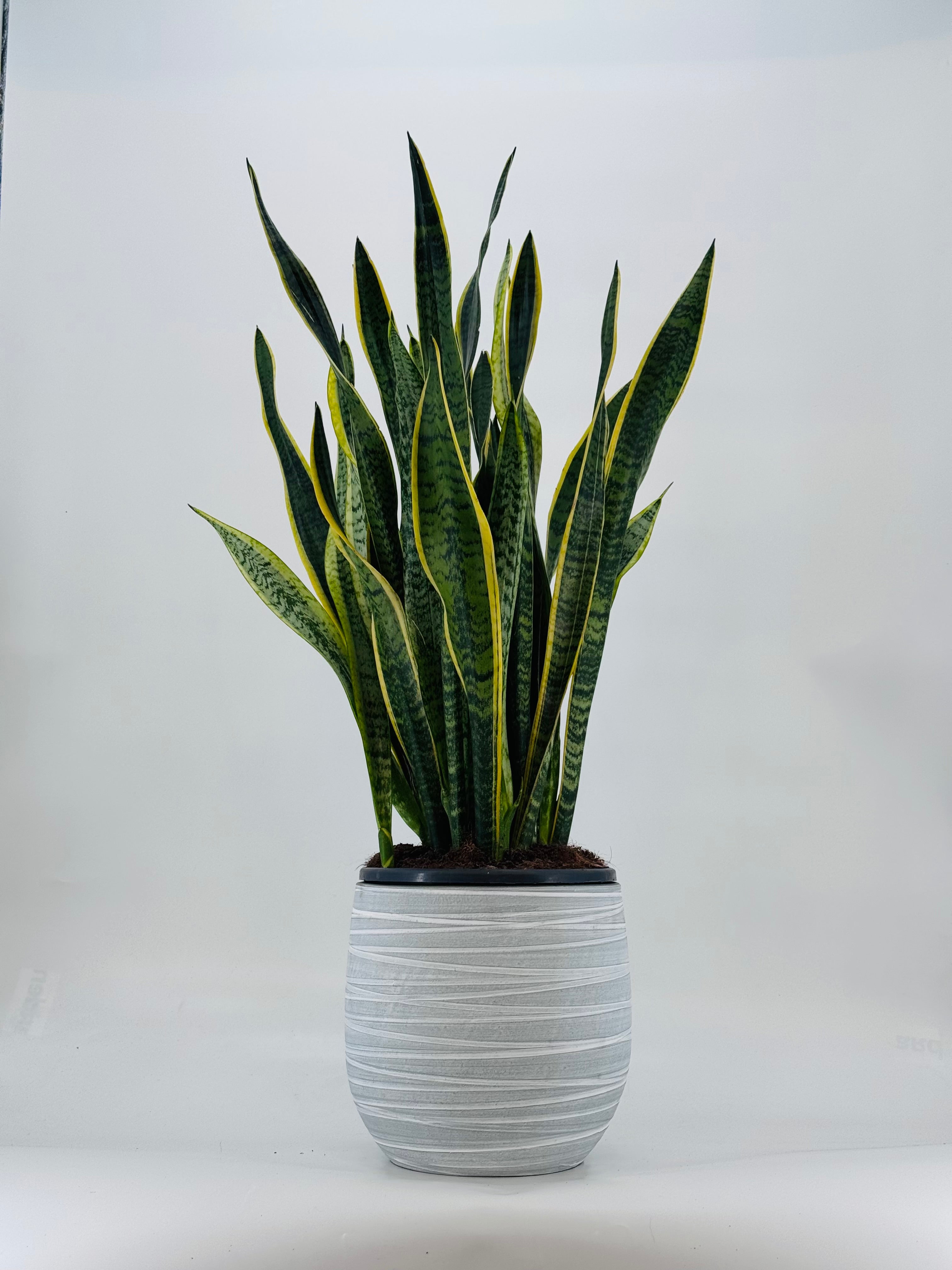 SANSEVIERIA LAURENTII C25