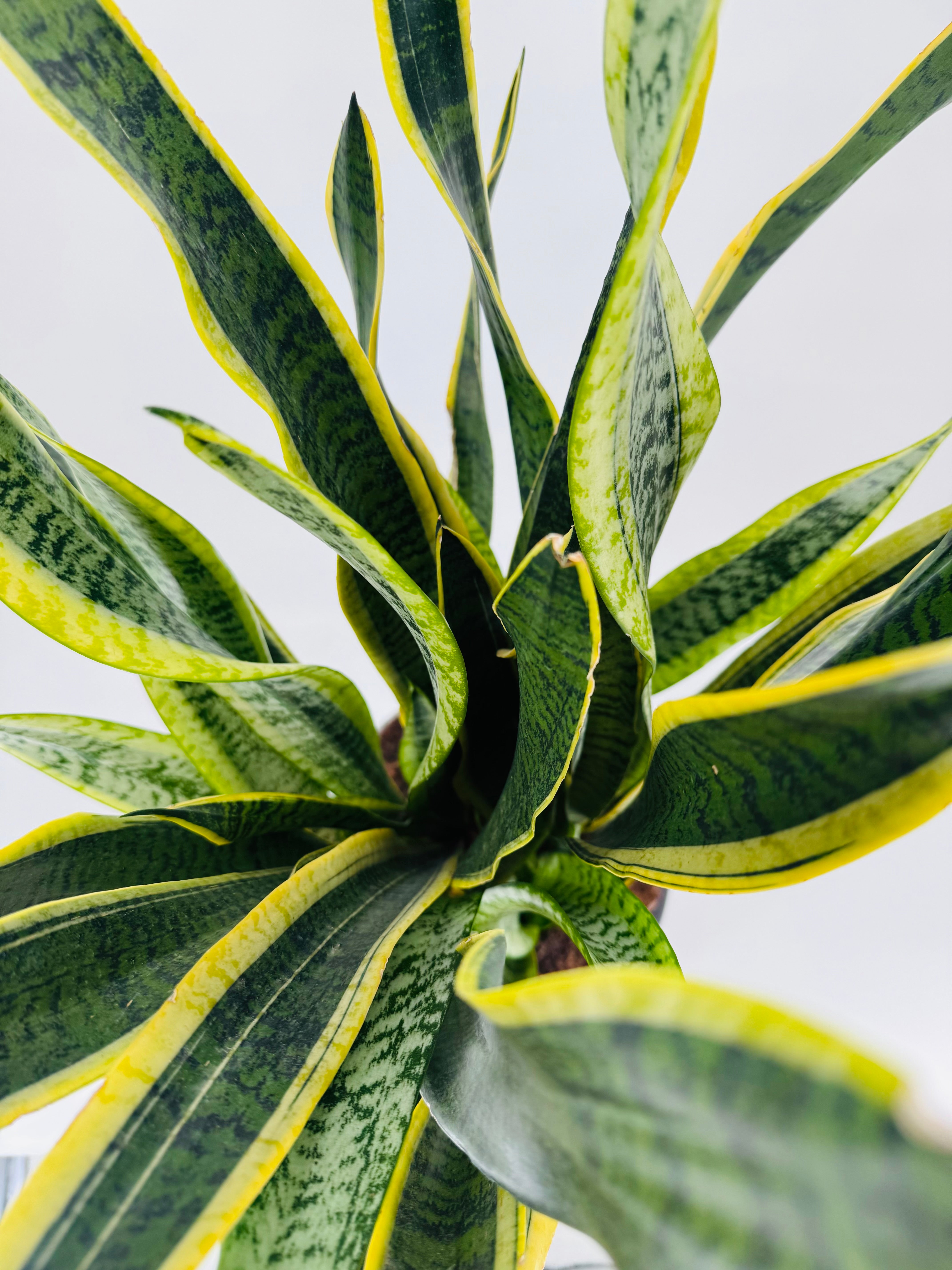 SANSEVIERIA LAURENTII C25