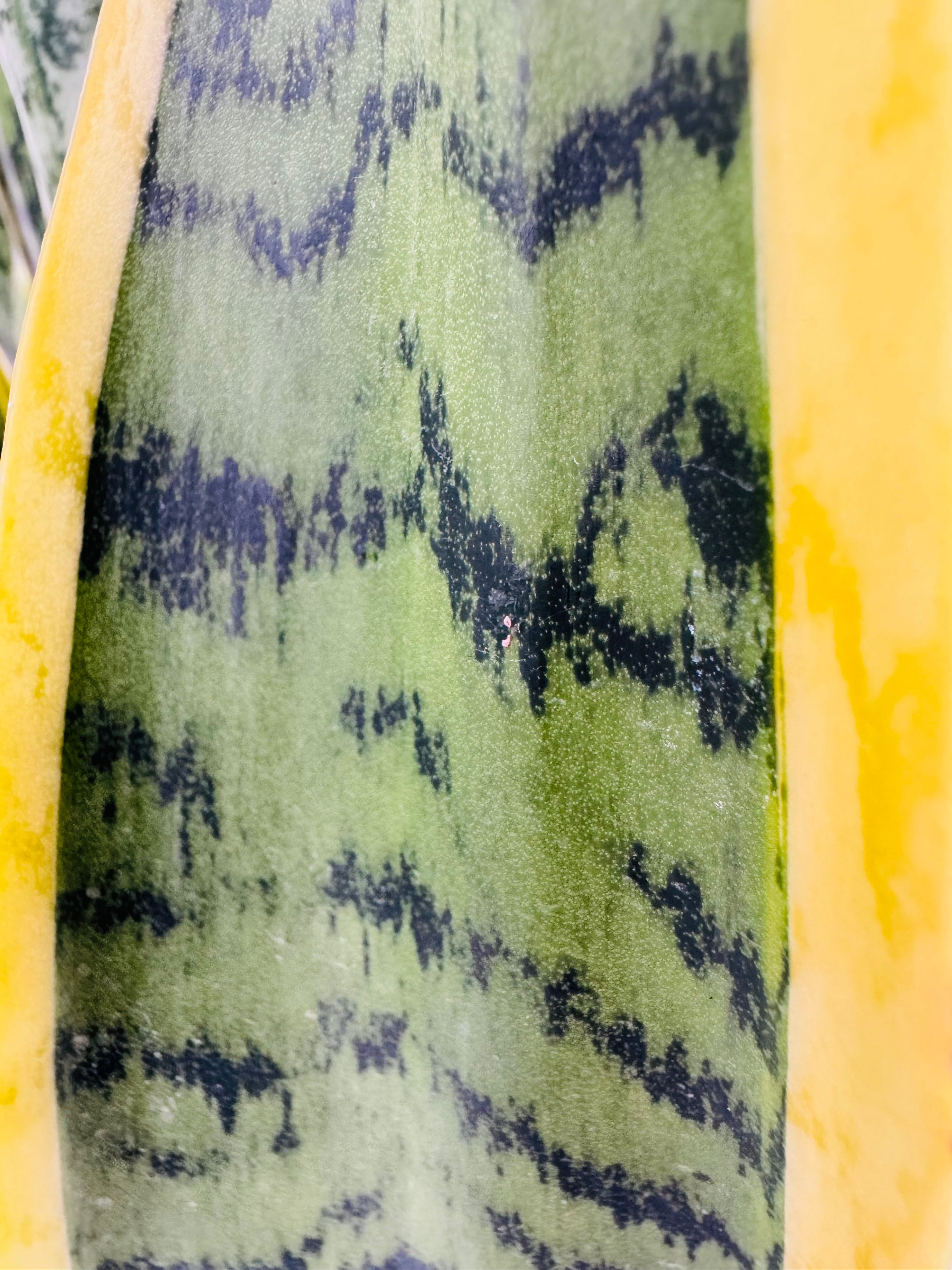 SANSEVIERIA LAURENTII C25