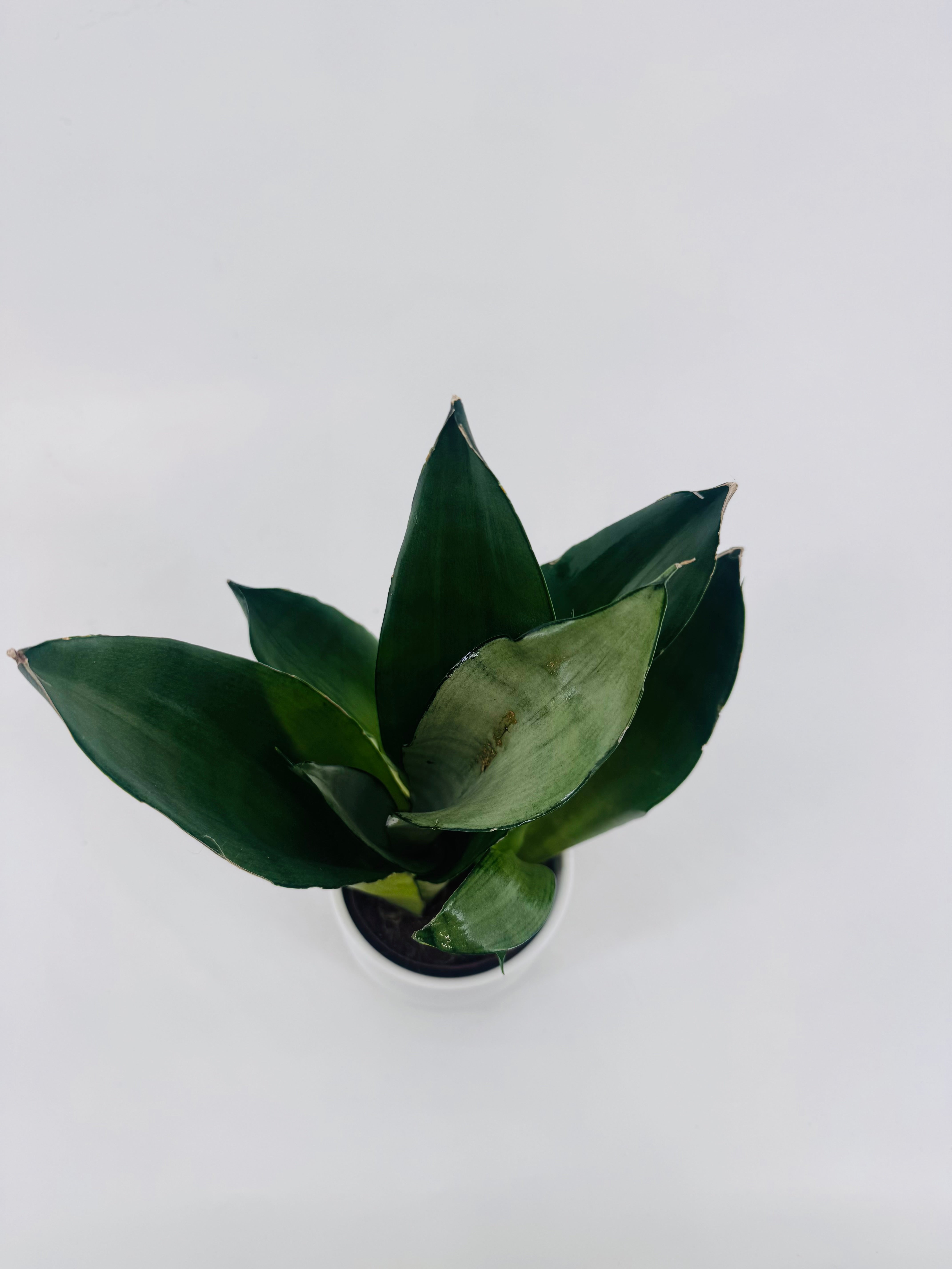 SANSEVIERIA TRI. MOONSHINE M9