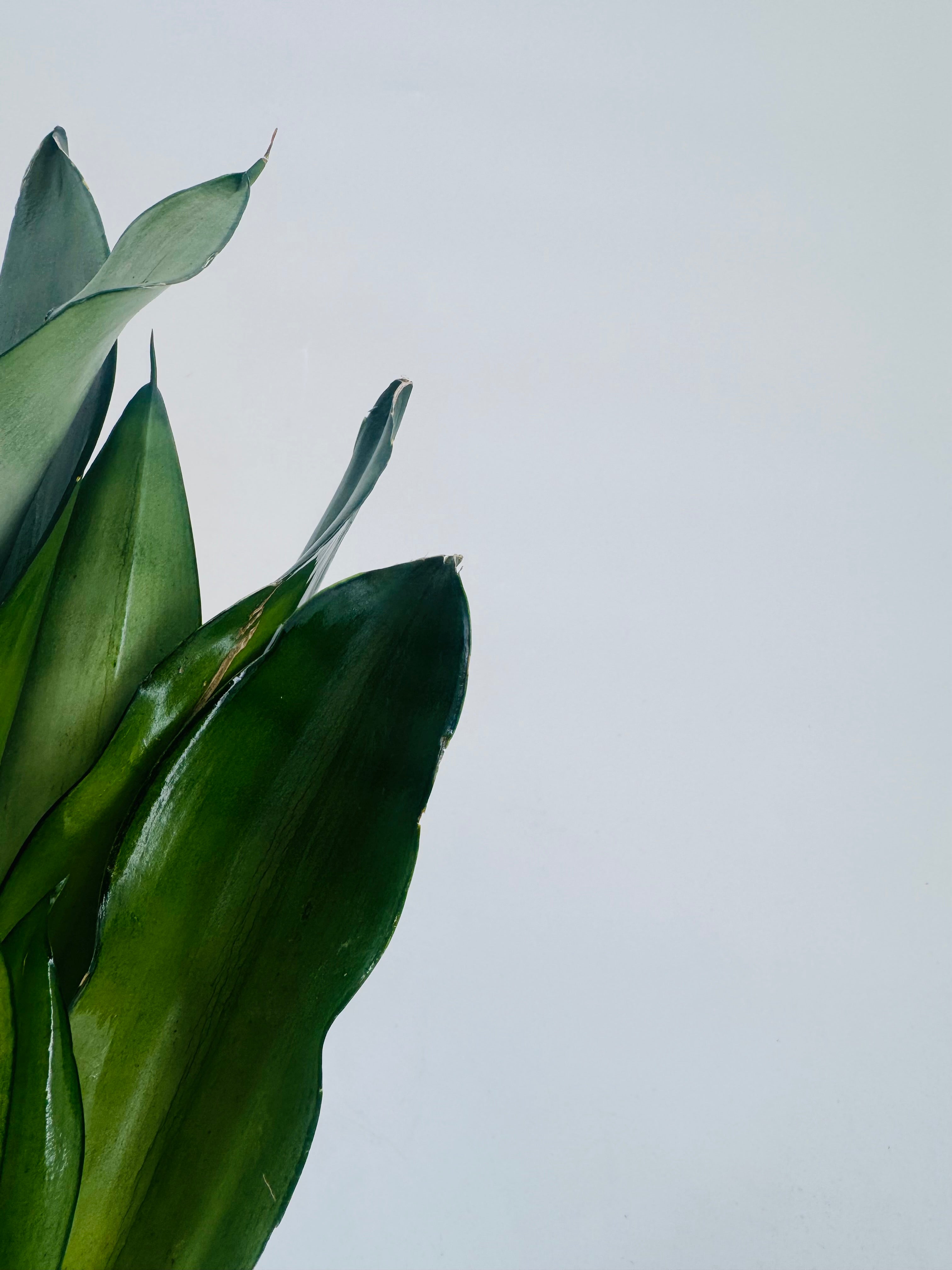 SANSEVIERIA TRI. MOONSHINE M9