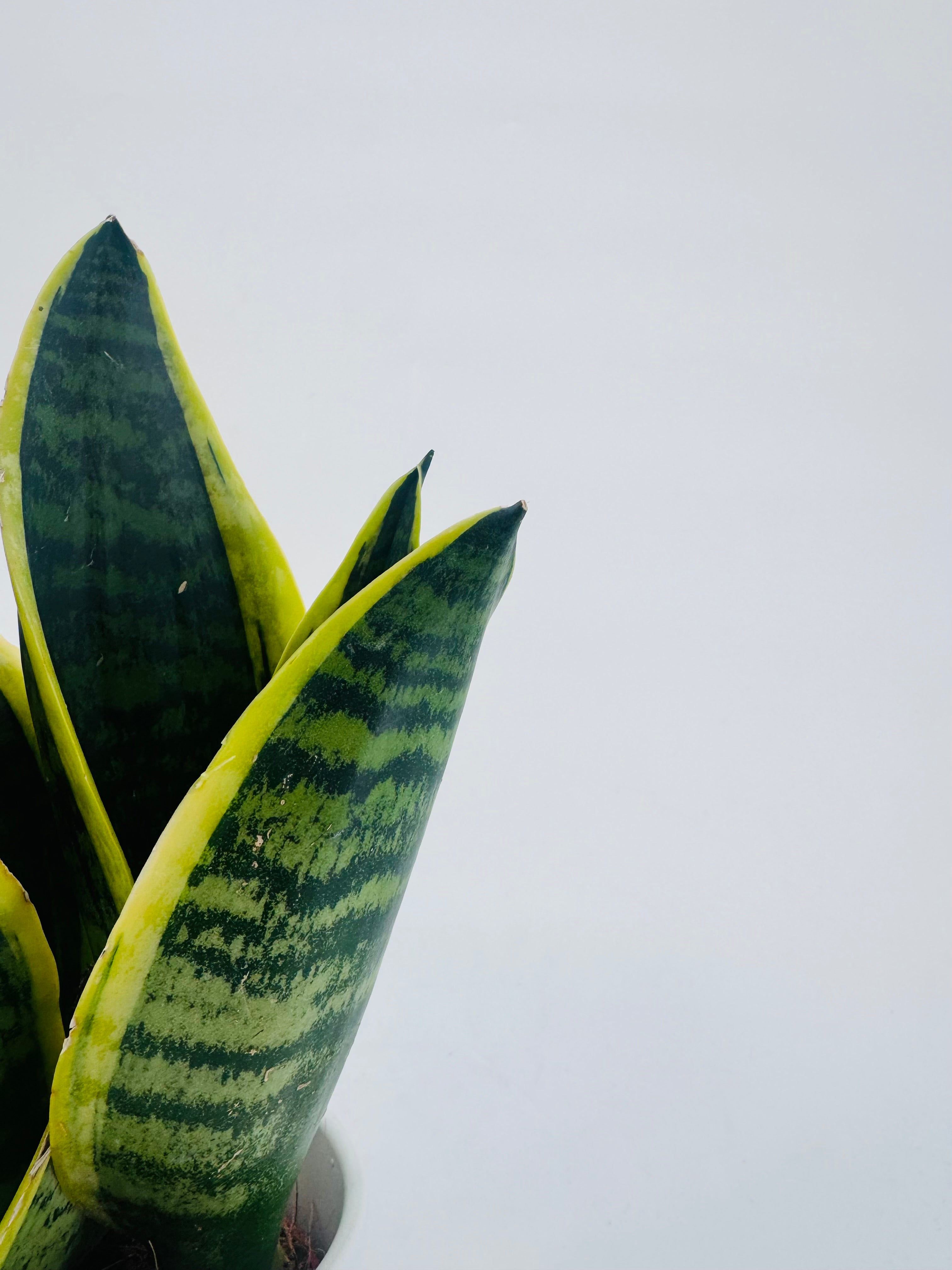 SANSEVIERIA TRIF. LAURENTII M9