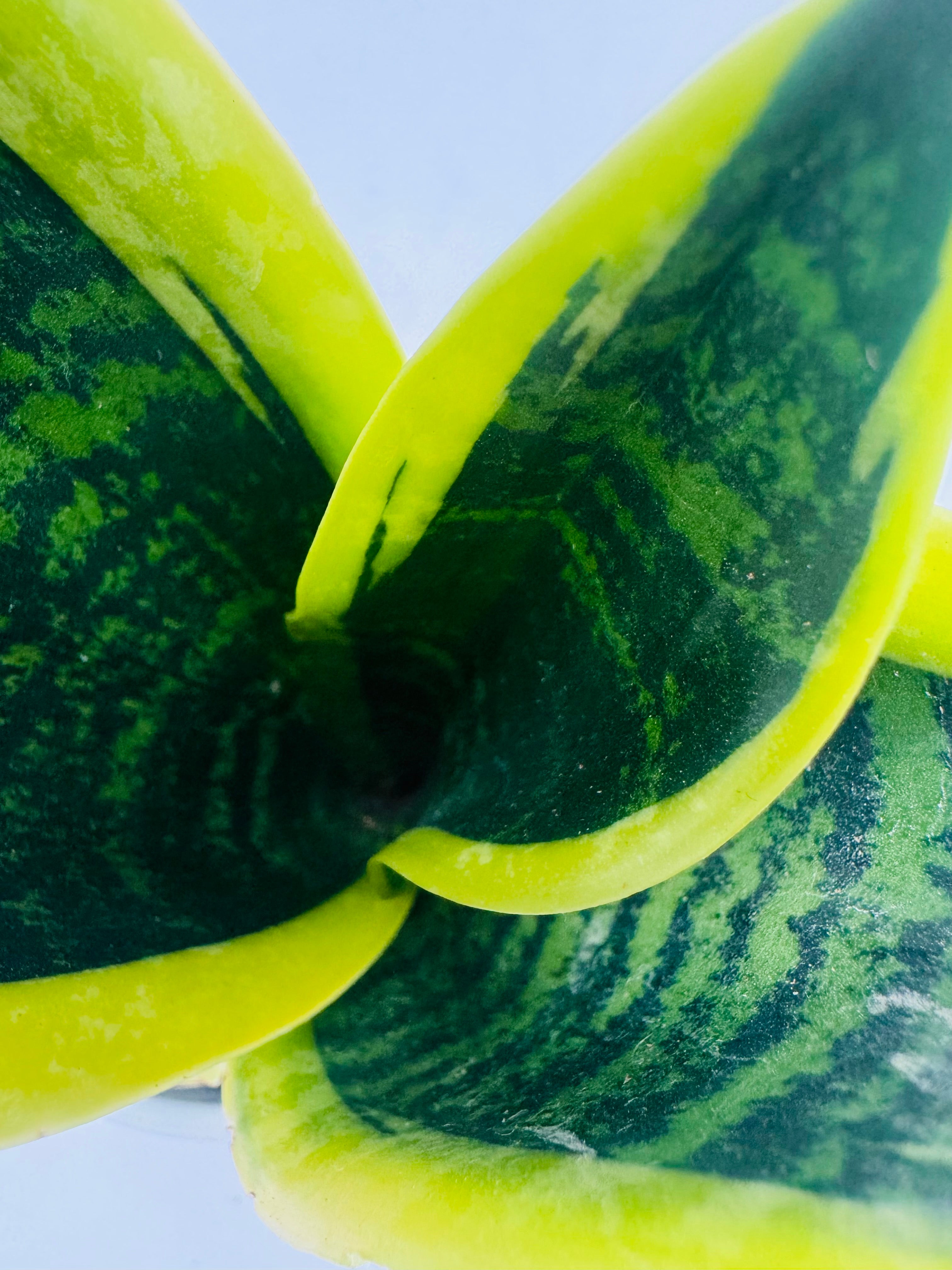 SANSEVIERIA TRIF. LAURENTII M9