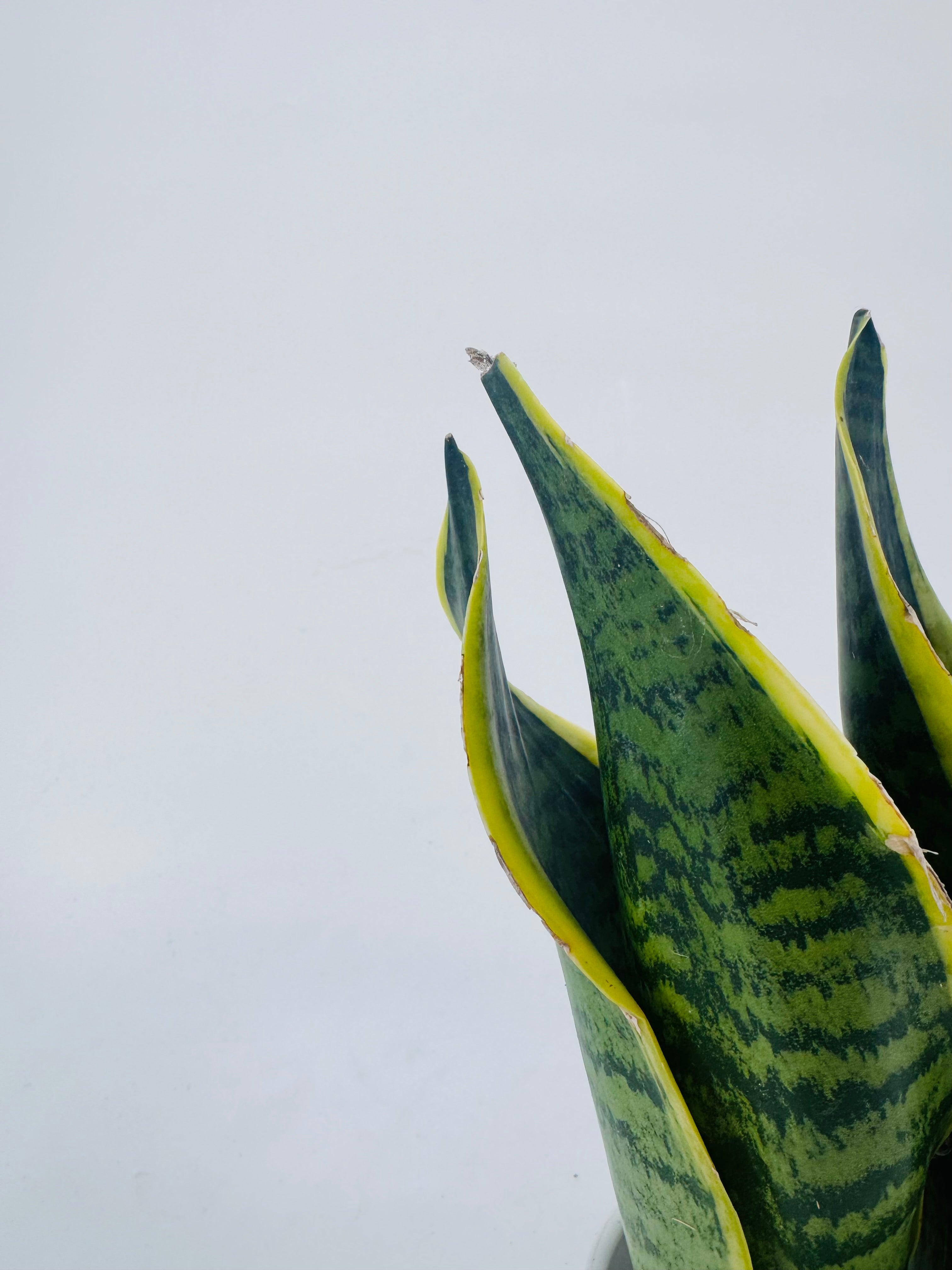 SANSEVIERIA TRIF. LAURENTII M9