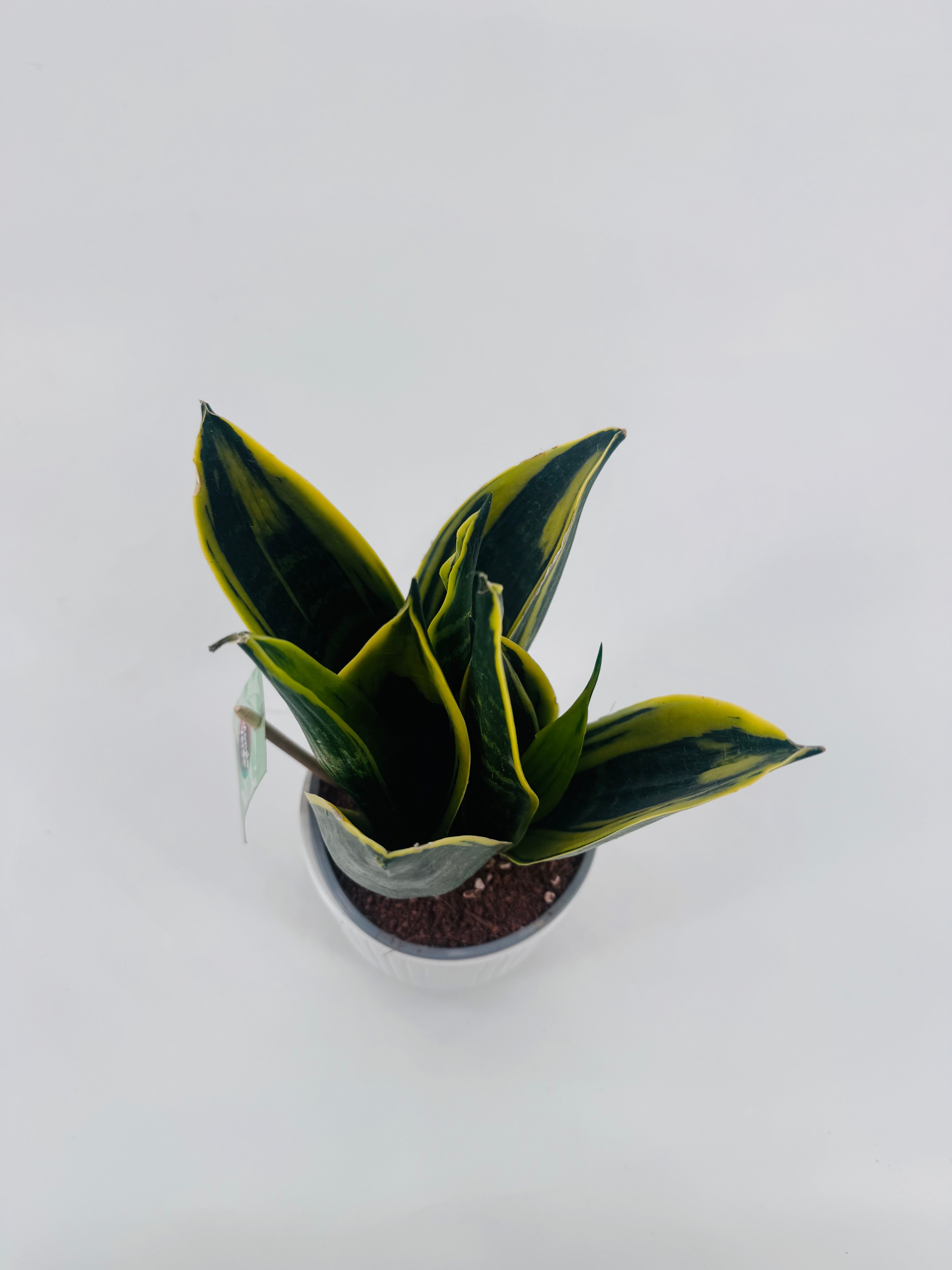 SANSEVIERIA TRIF FUTURA SUPERBA M12