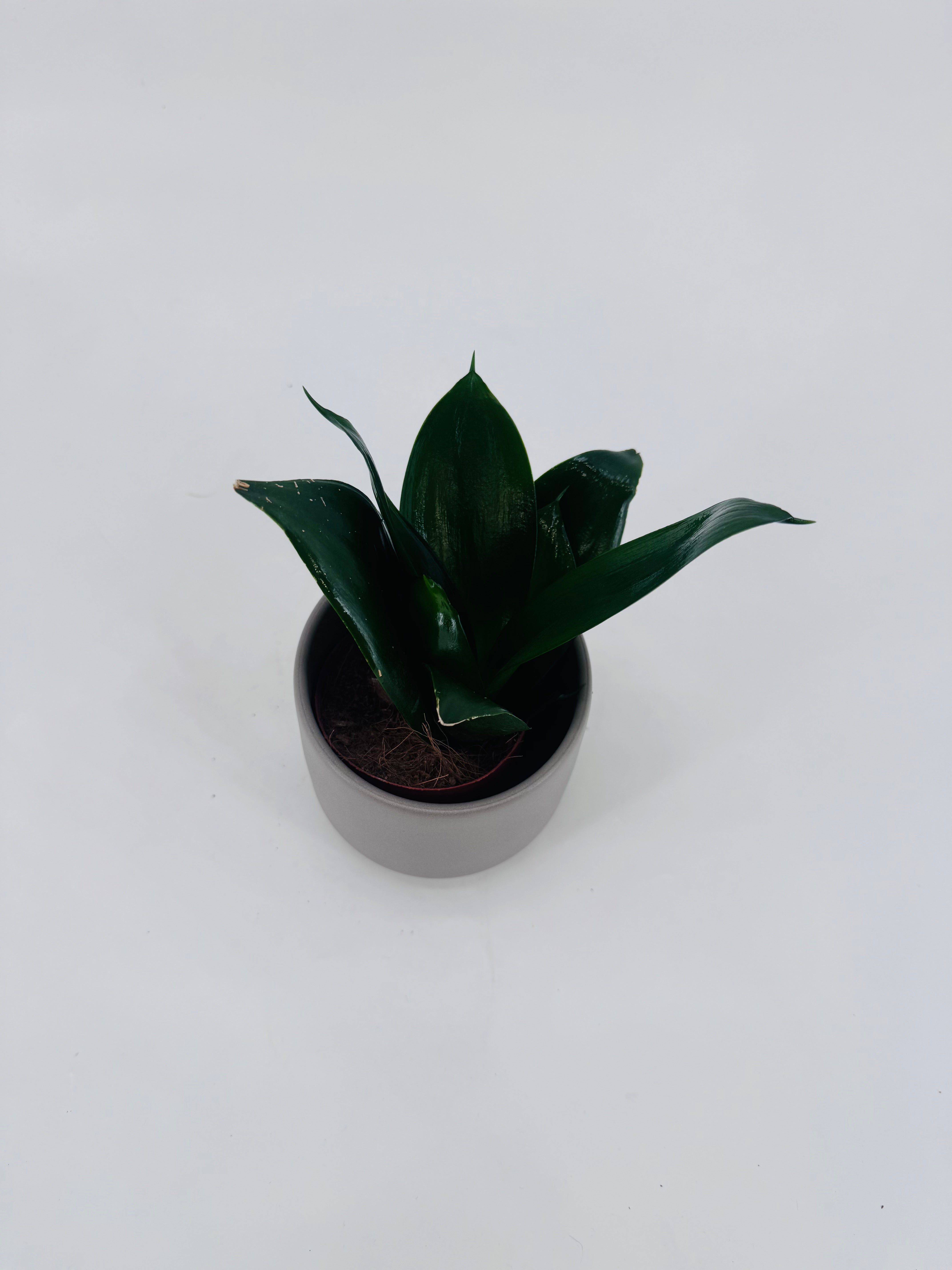 SANSEVIERIA TRIF HAANII MIX M9