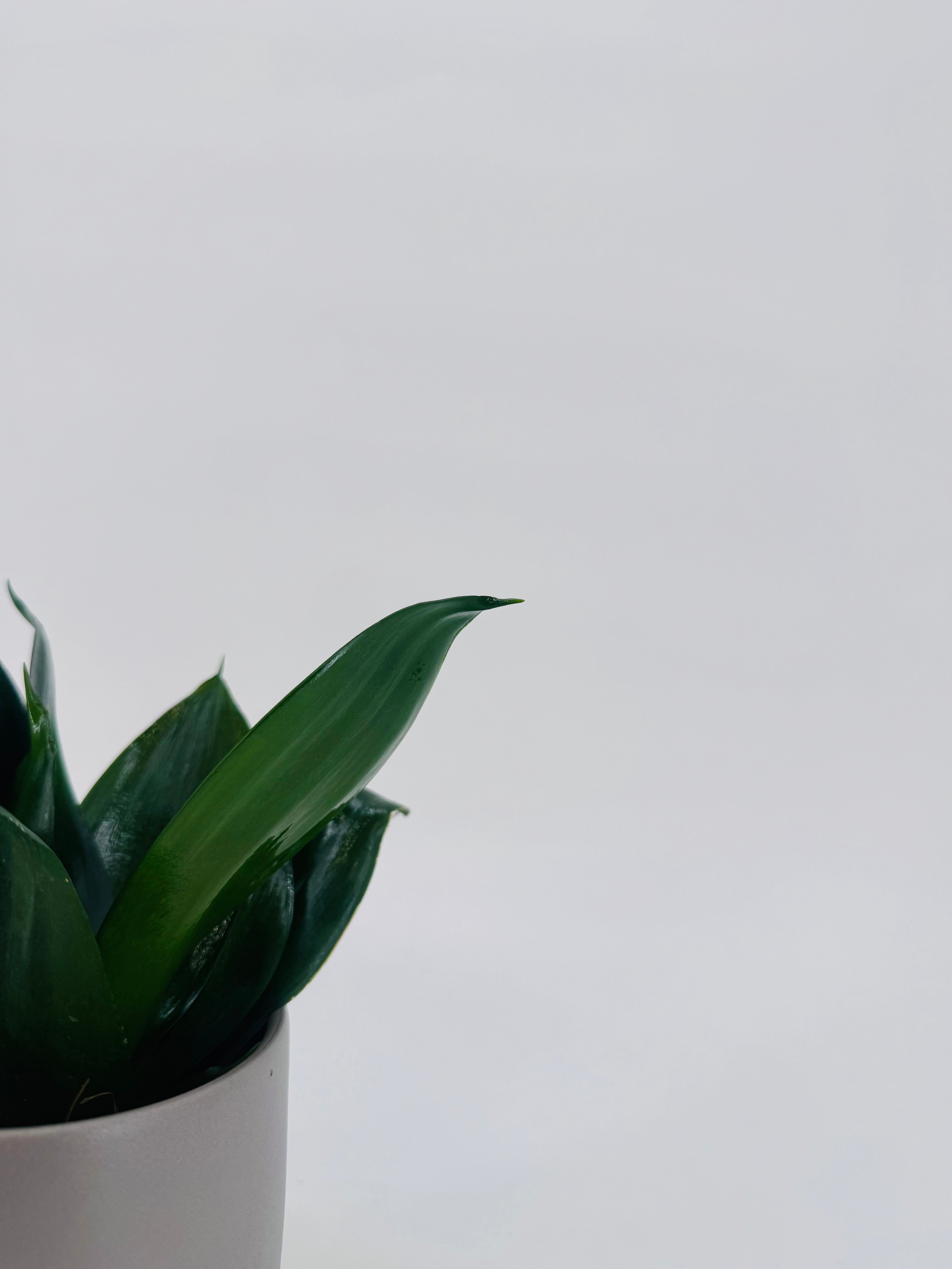 SANSEVIERIA TRIF HAANII MIX M9