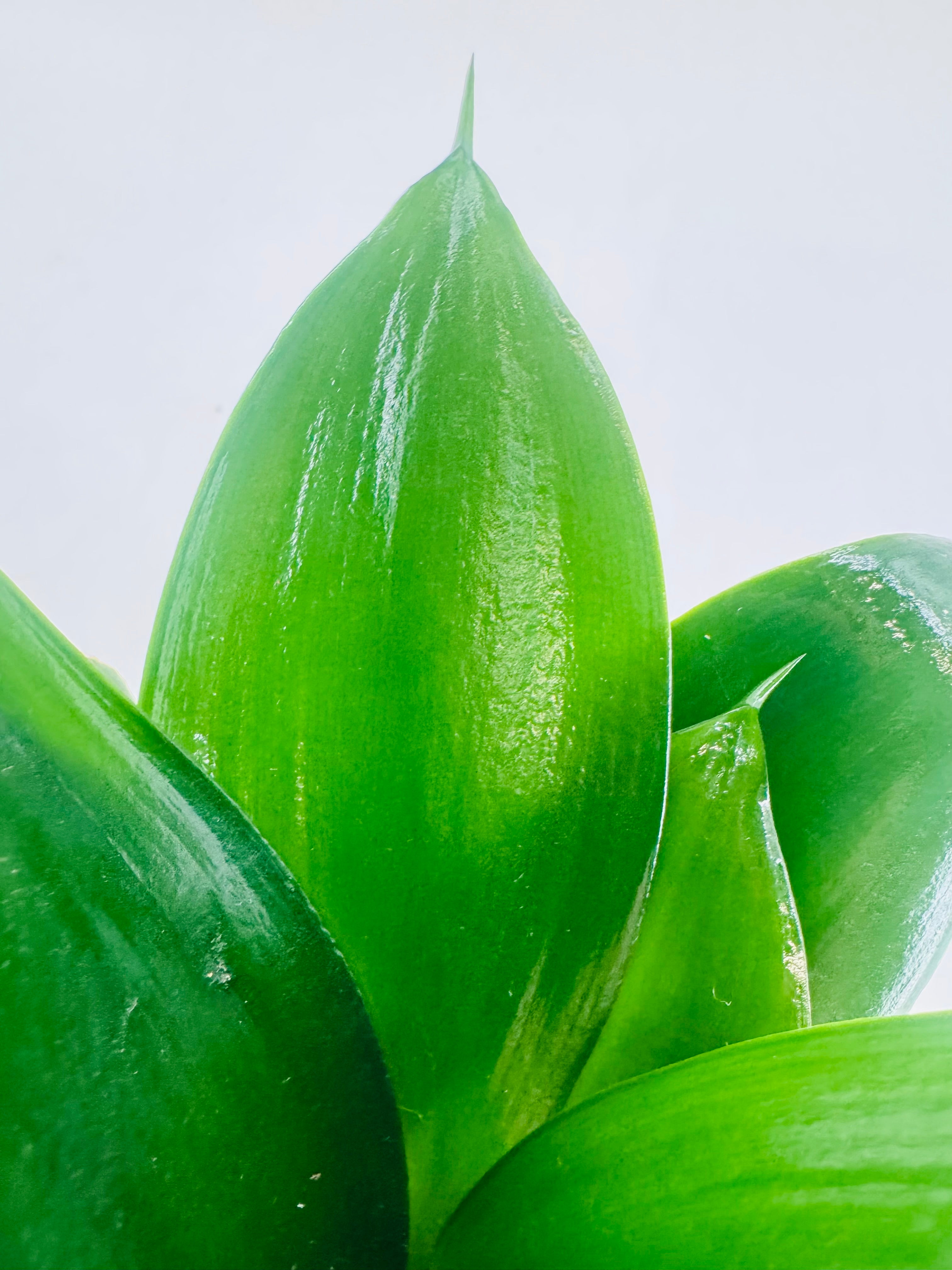 SANSEVIERIA TRIF HAANII MIX M9