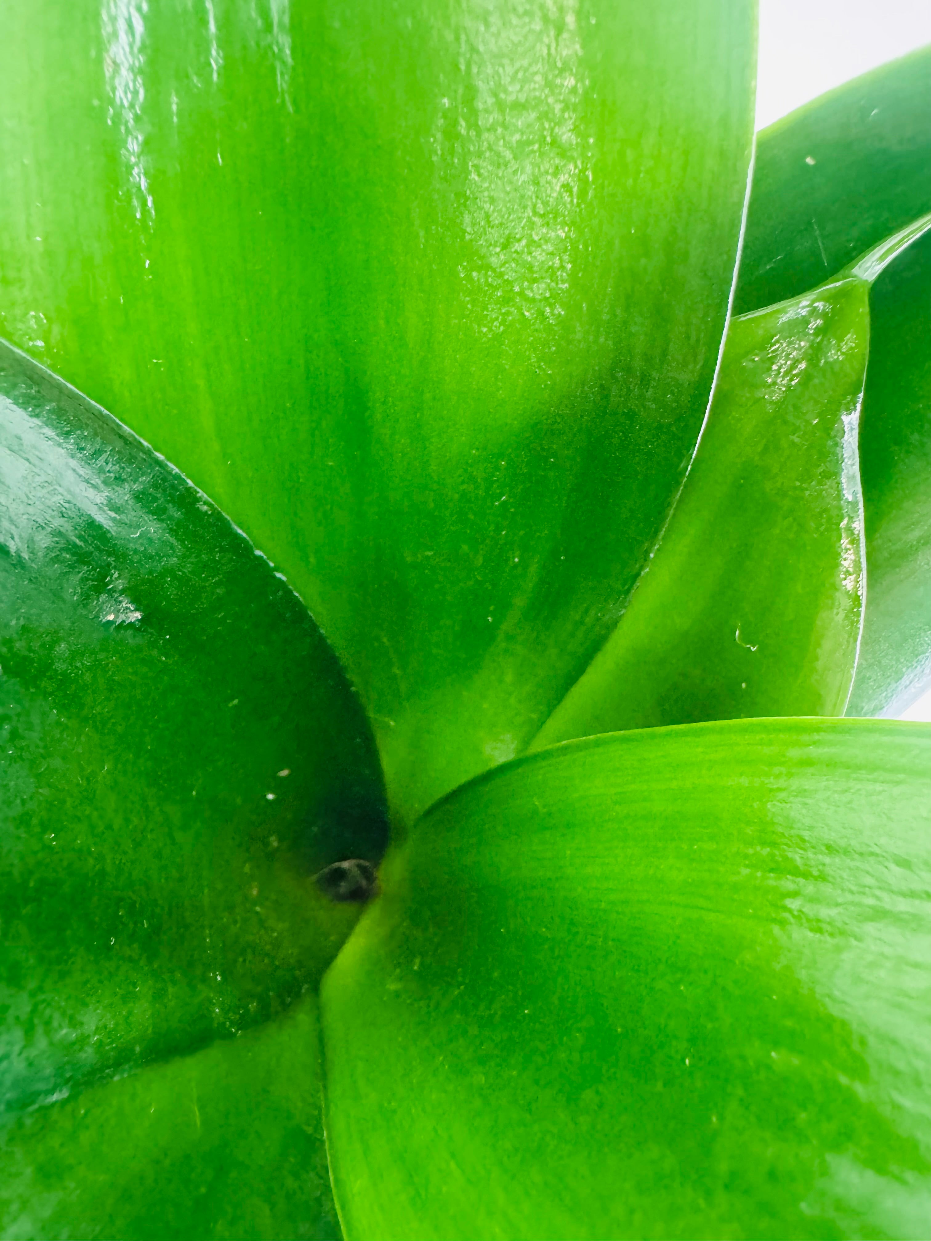 SANSEVIERIA TRIF HAANII MIX M9