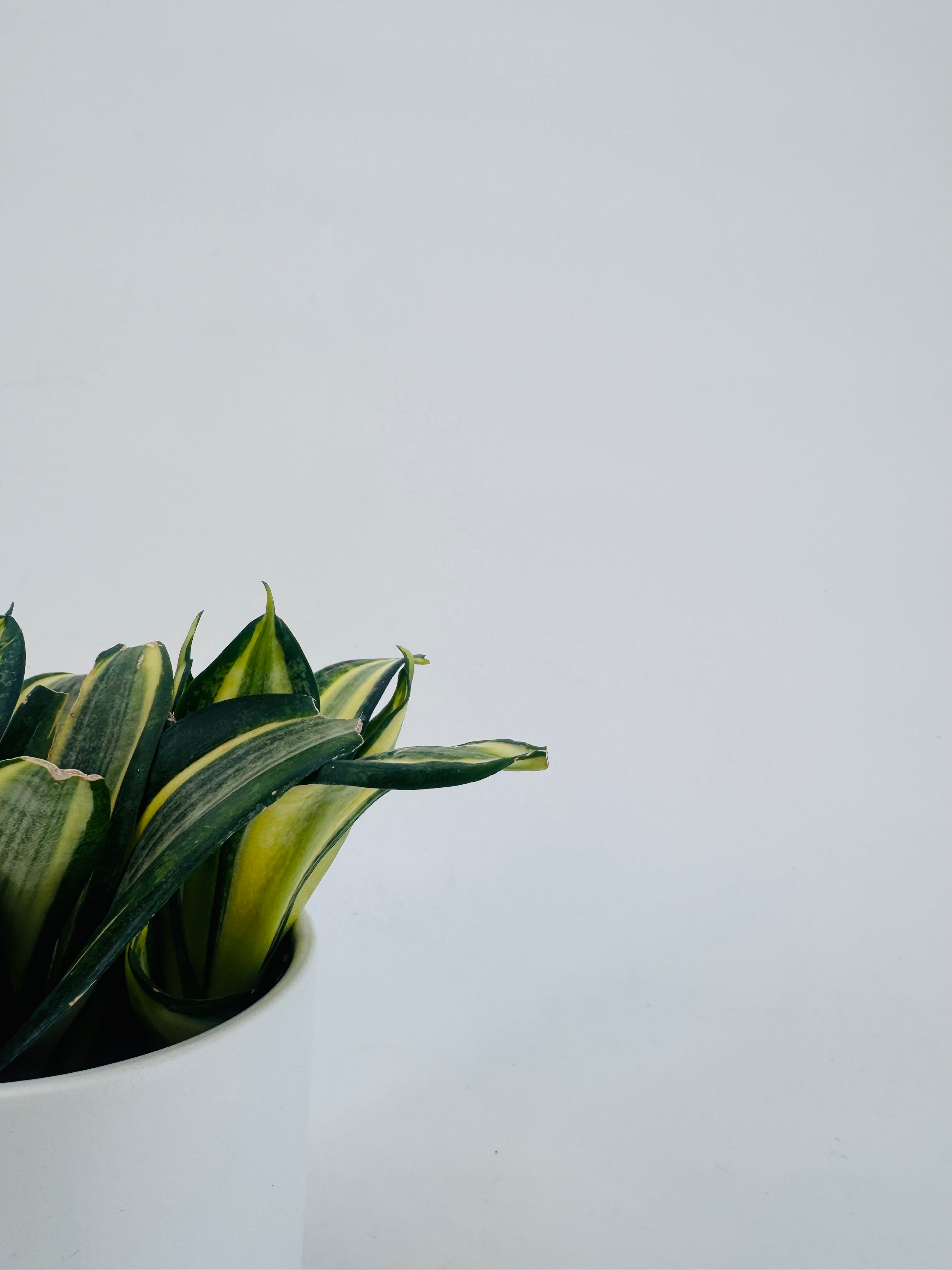 SANSEVIERIA TRIF HAHNII JADE MULTICOLOR M9