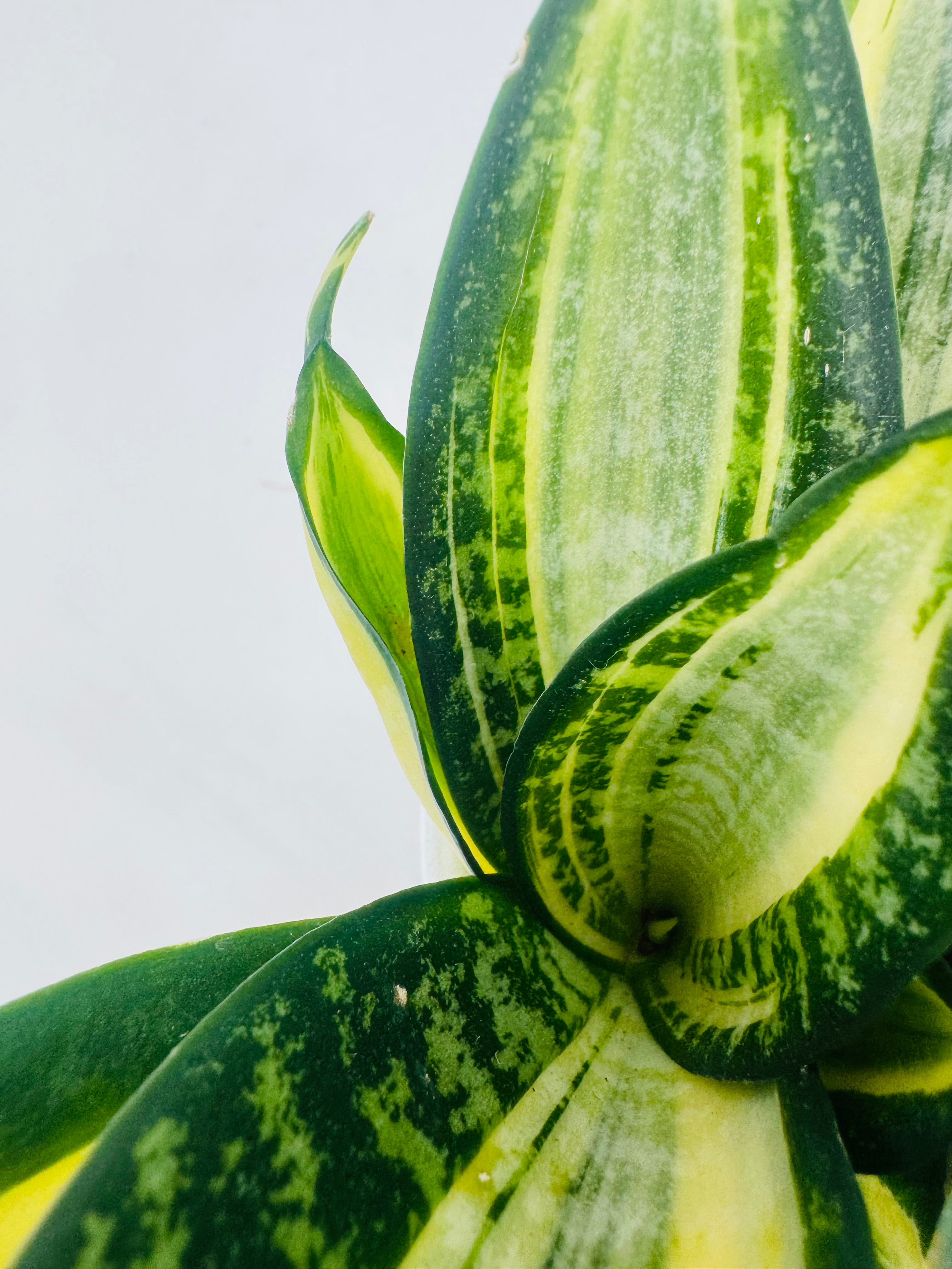 SANSEVIERIA TRIF HAHNII JADE MULTICOLOR M9