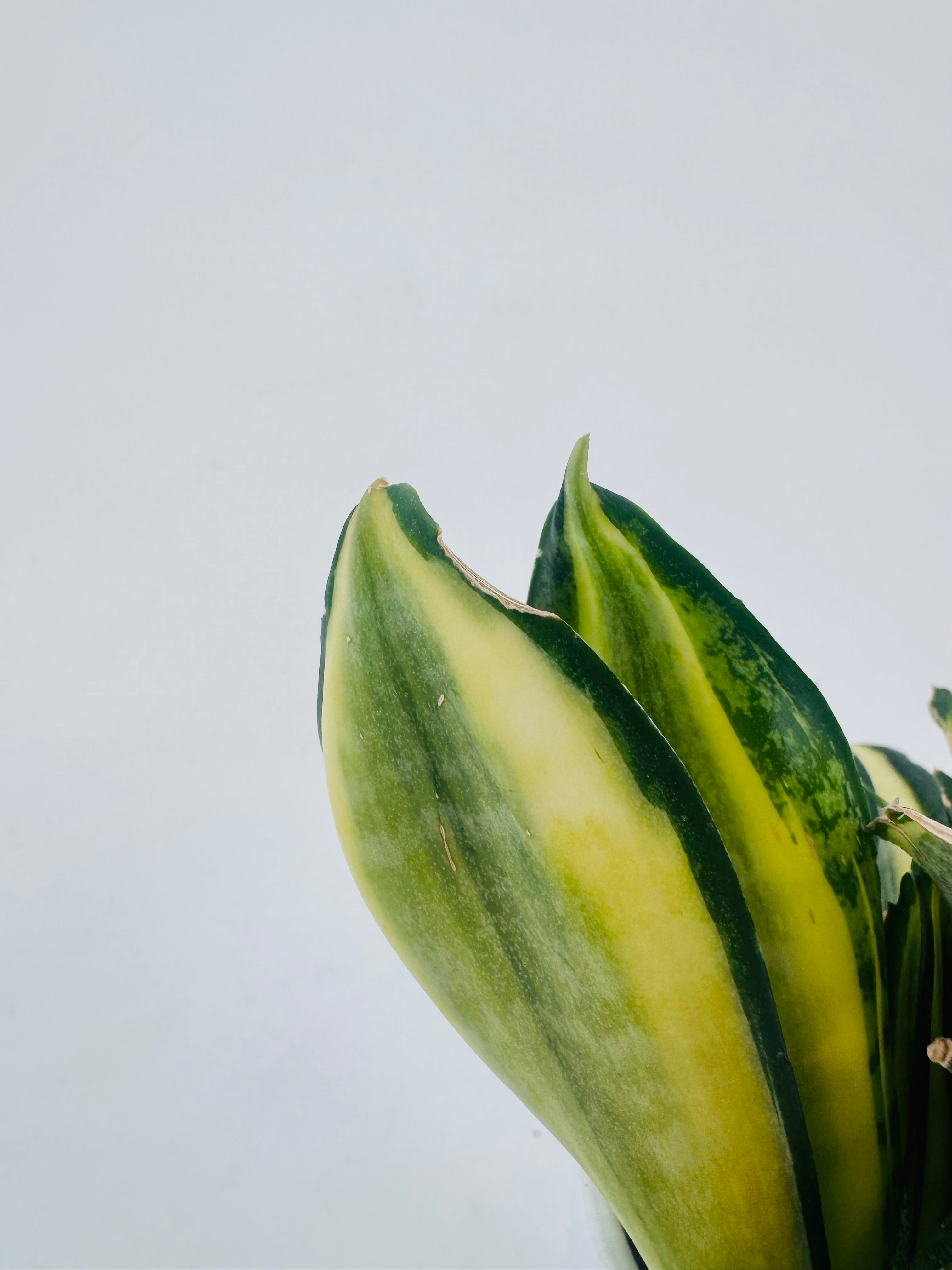 SANSEVIERIA TRIF HAHNII JADE MULTICOLOR M9