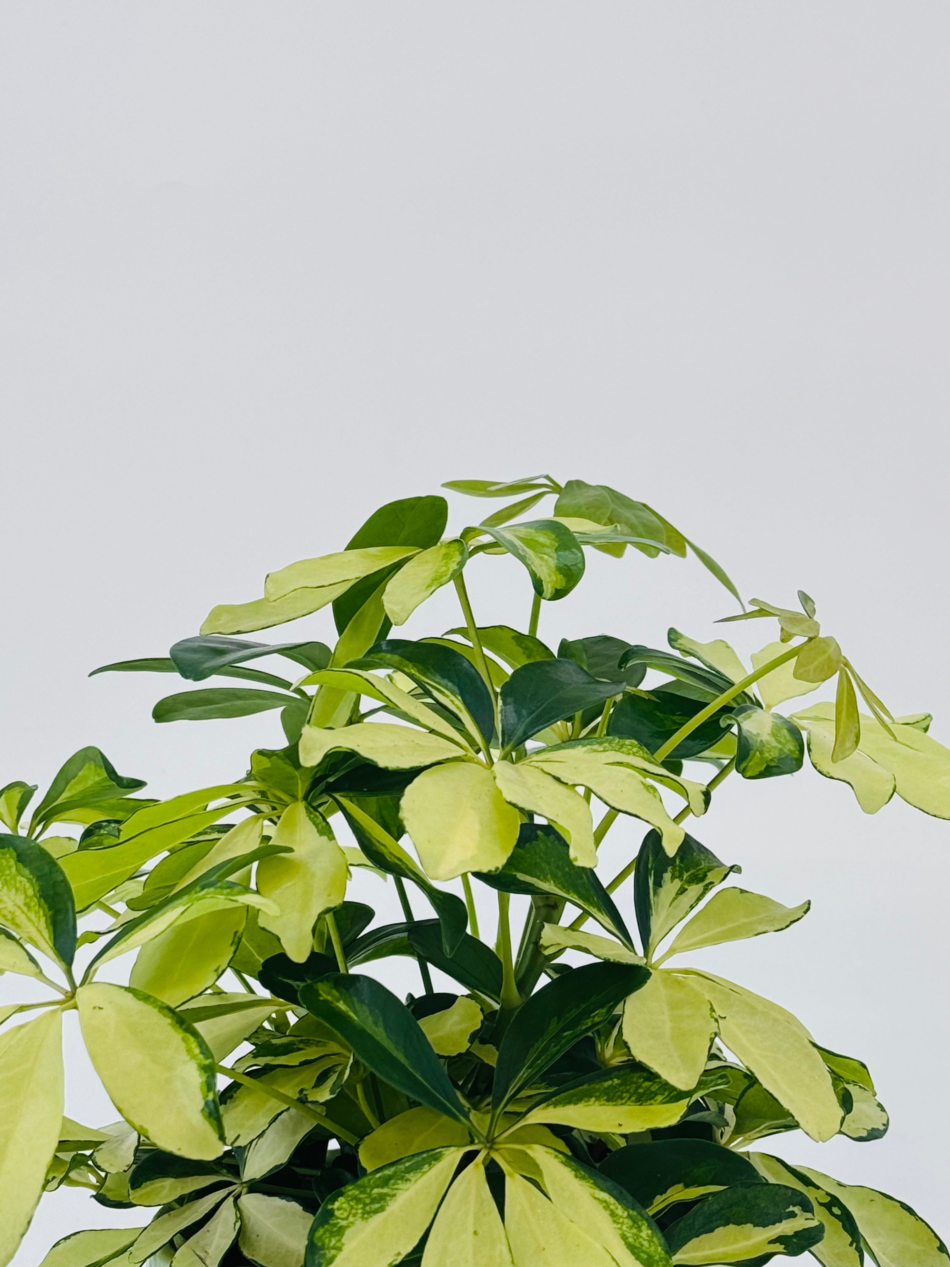 Schefflera Arb Mix M13 con hojas variegadas verde oscuro y amarillo claro, en maceta de cultivo.