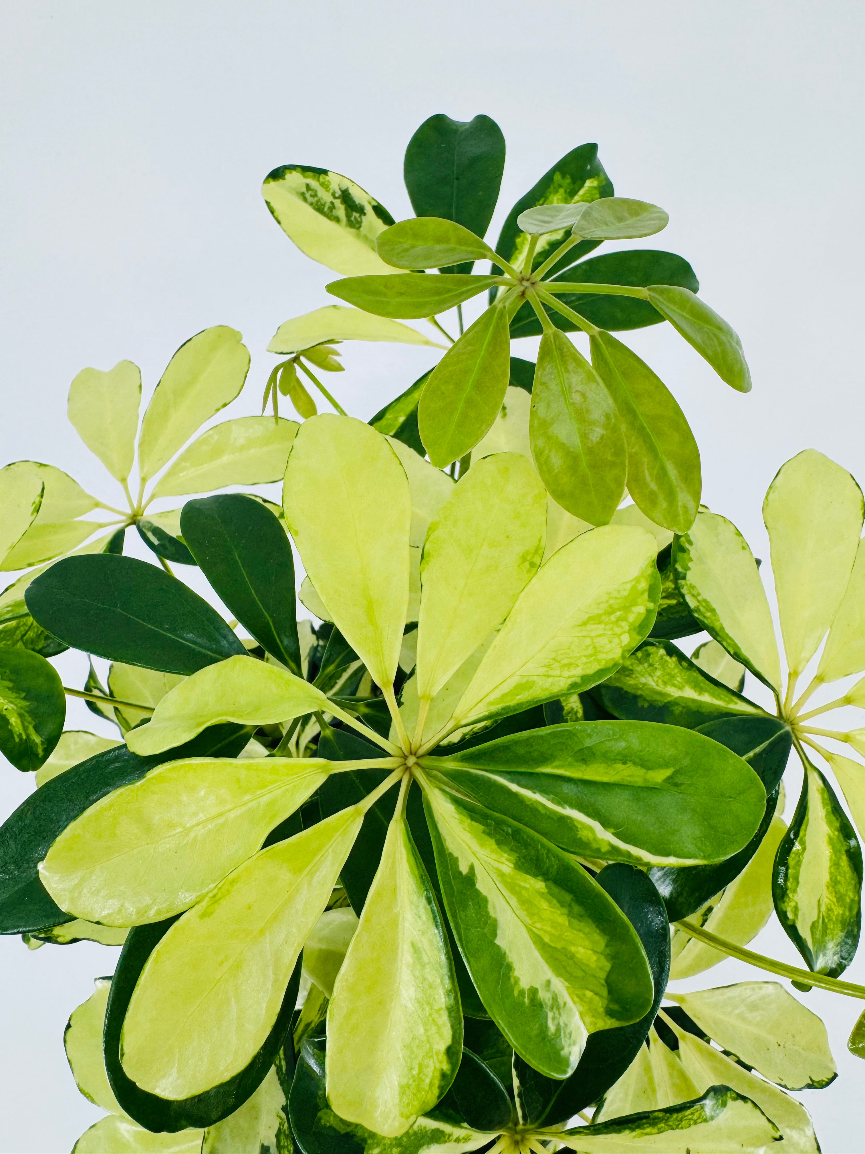 Planta Schefflera Arb Mix M13 con hojas variegadas verdes y amarillo claro en forma de paraguas.