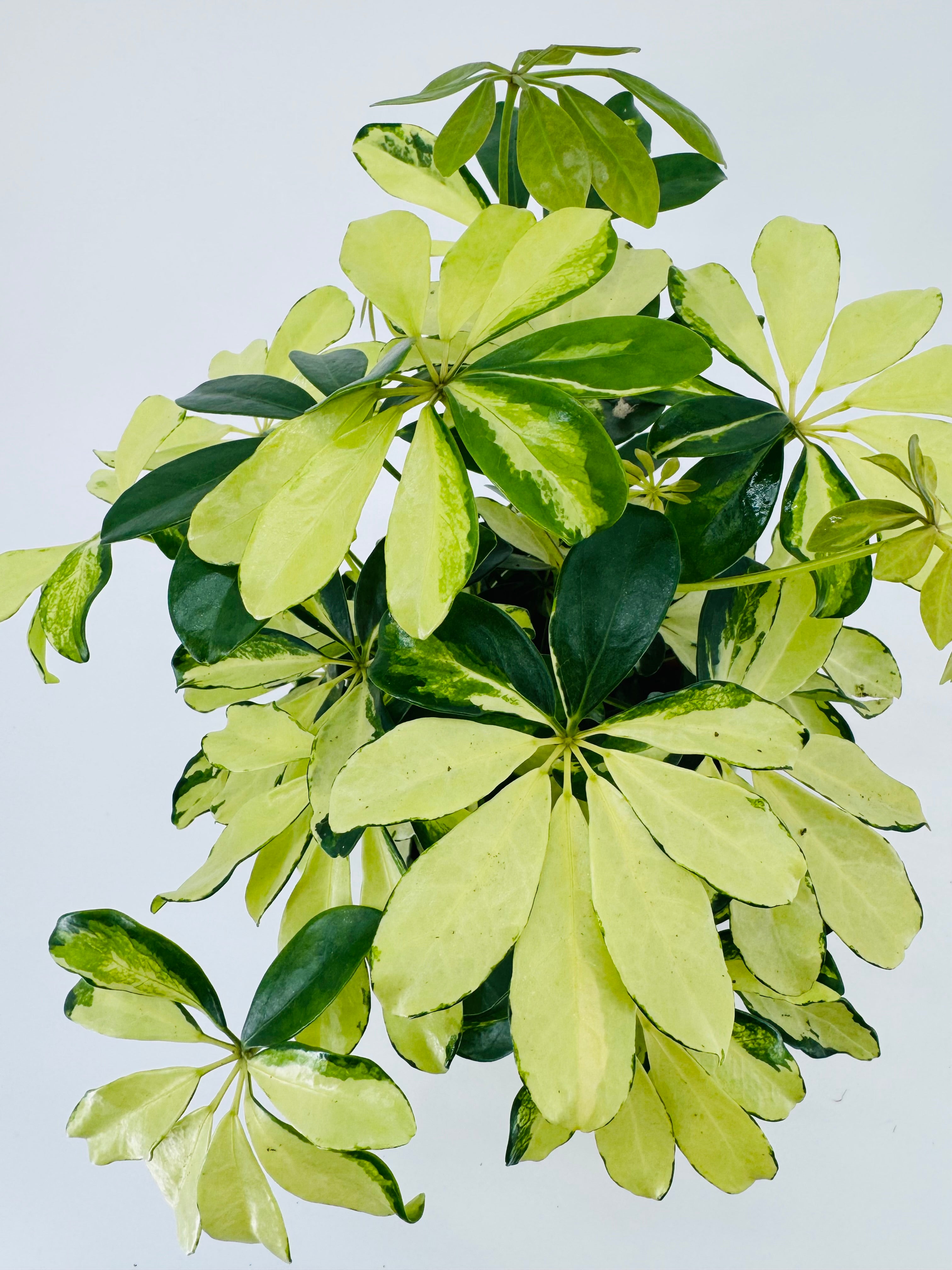 Schefflera Arb Mix M13 con hojas variegadas verde y amarillo claro en forma de paraguas.