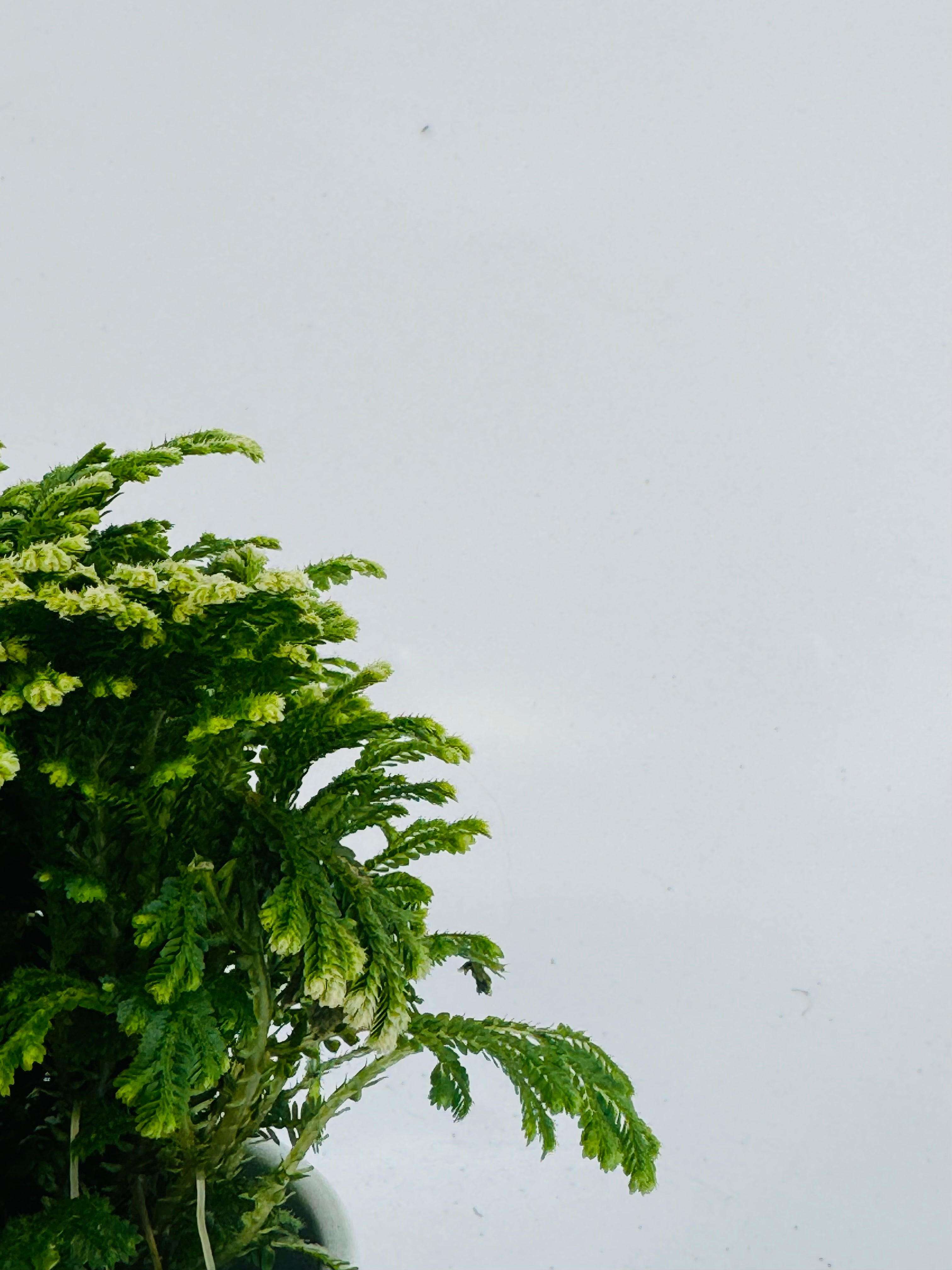 SELAGINELLA JORI M9