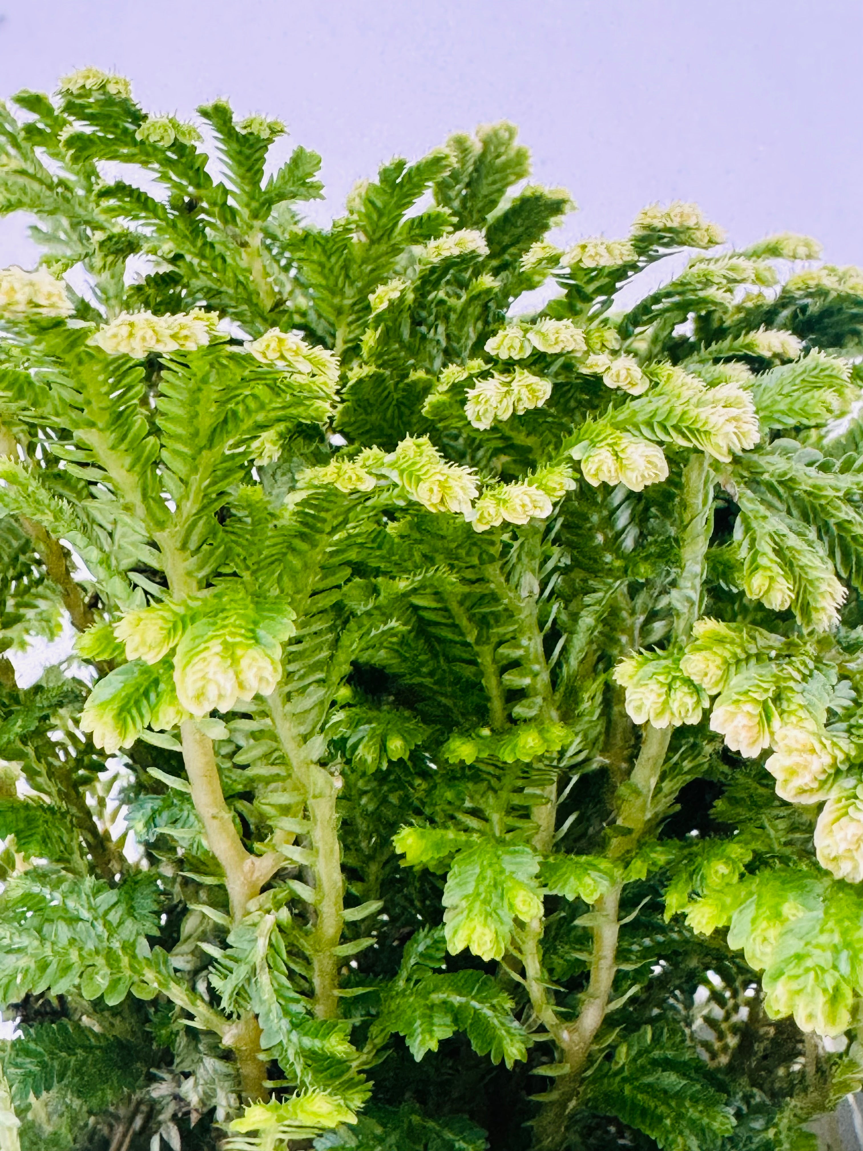 SELAGINELLA JORI M9
