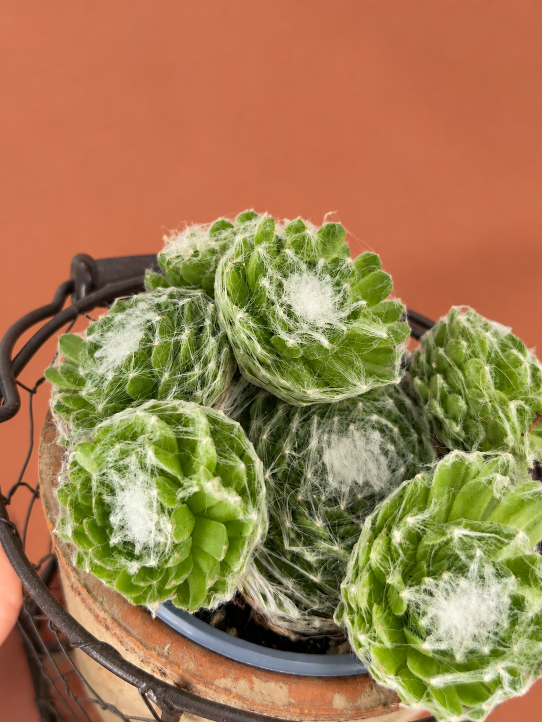 SEMPERVIVUM MIX M9