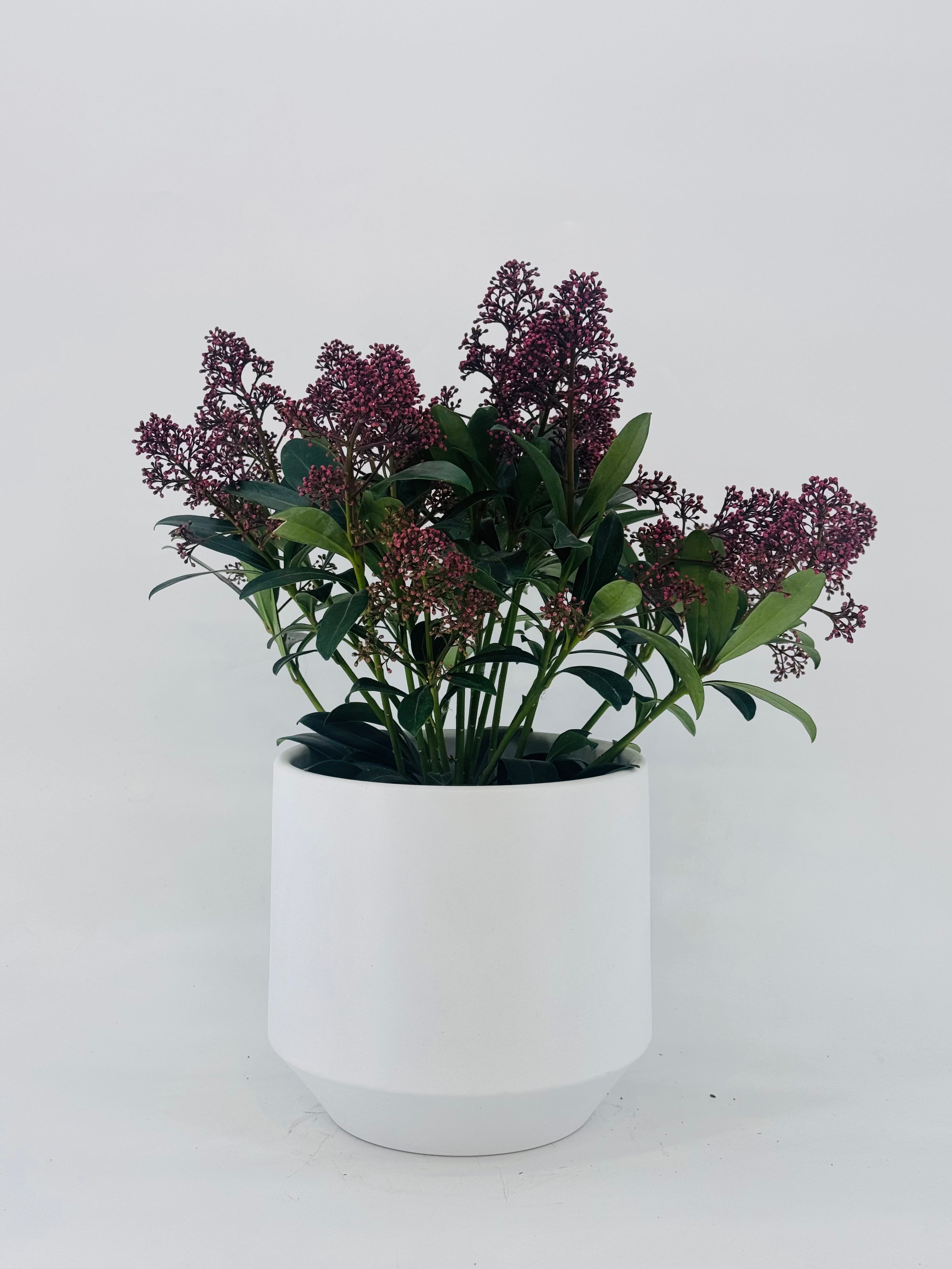 SKIMMIA JA RUBELLA 6+ ROJO OSCURO M15