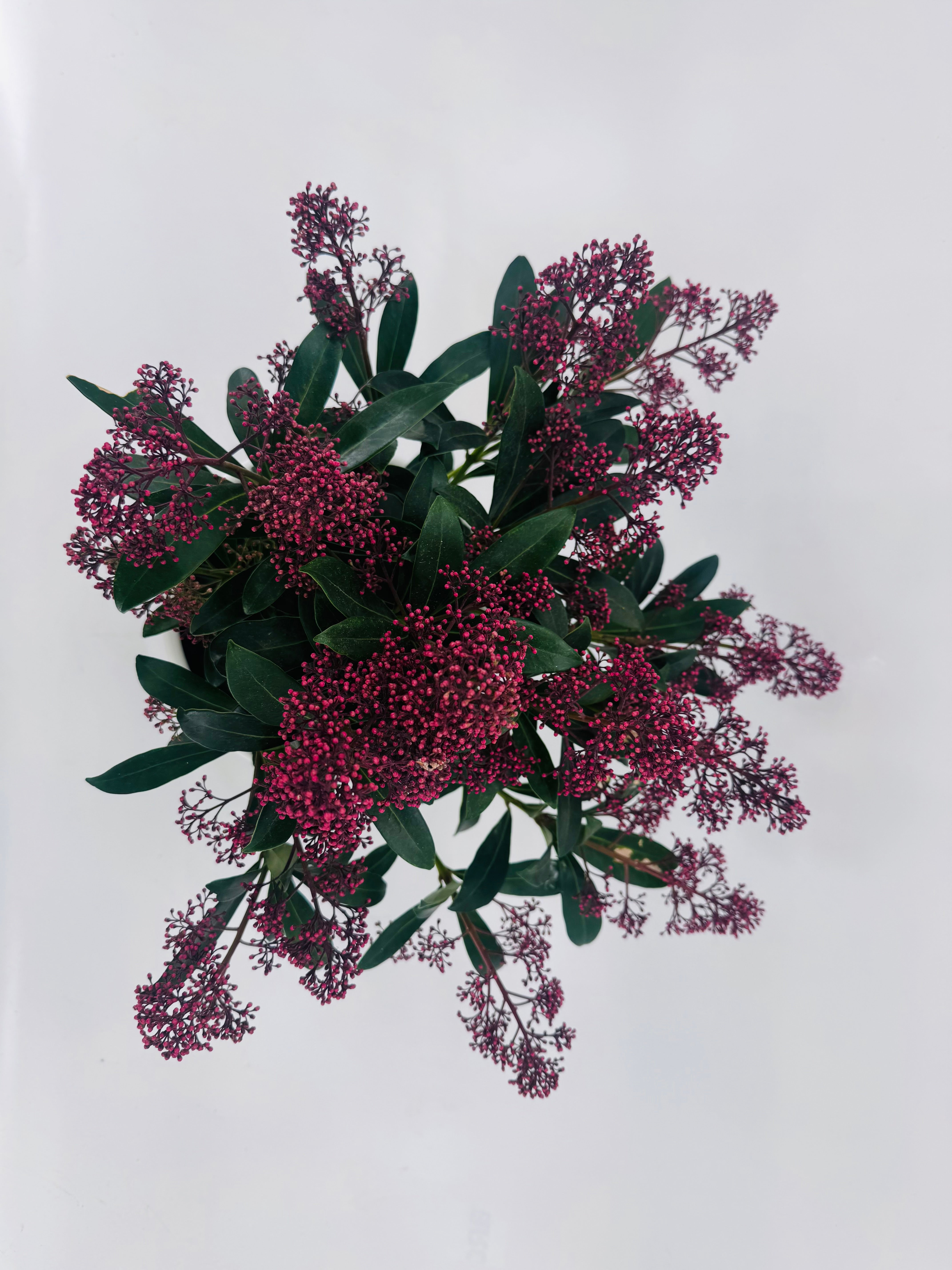 SKIMMIA JA RUBELLA 6+ ROJO OSCURO M15