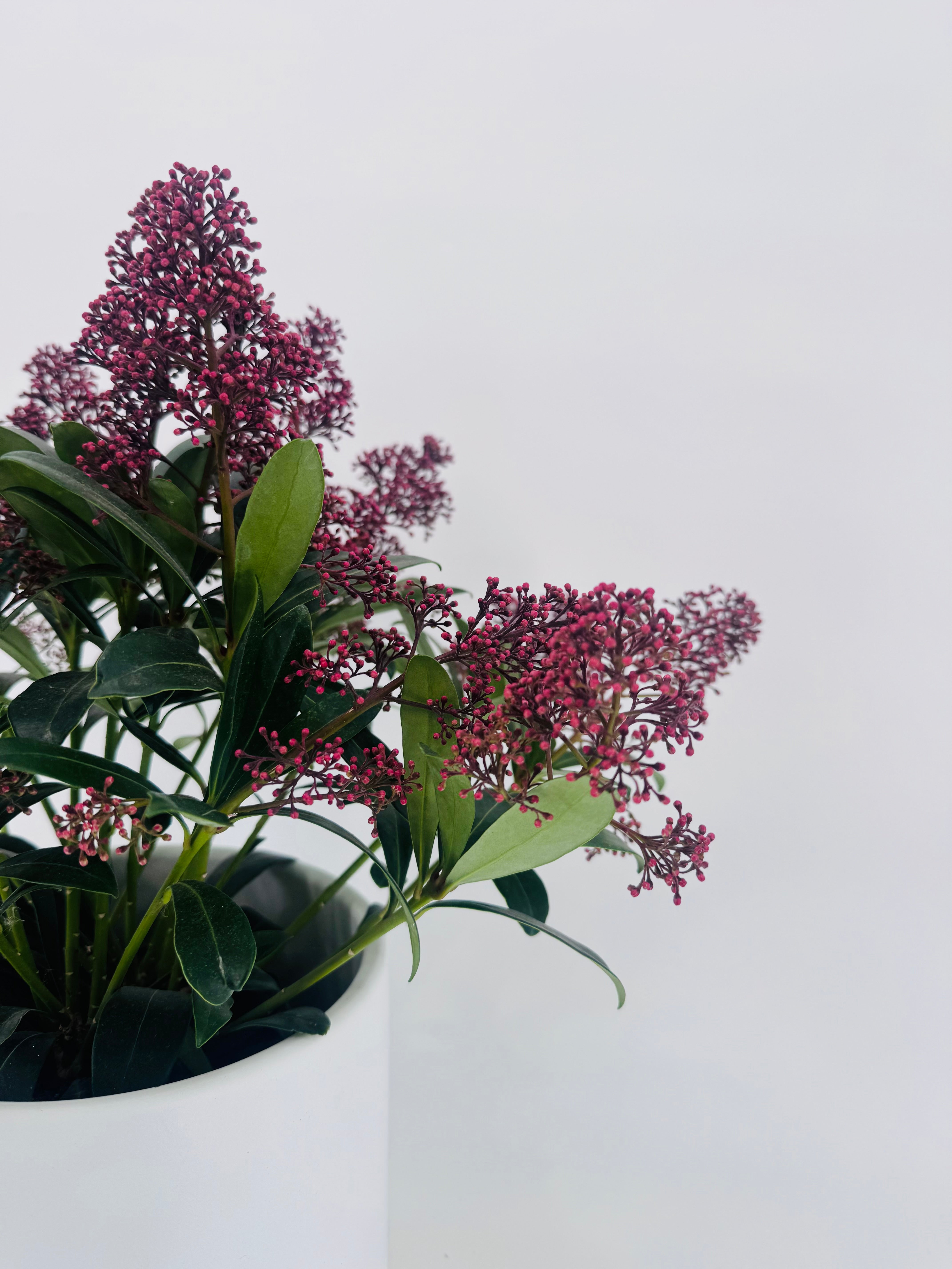 Skimmia japonica 'Rubella' con capullos florales rojo oscuro y hojas verdes brillantes en maceta blanca.