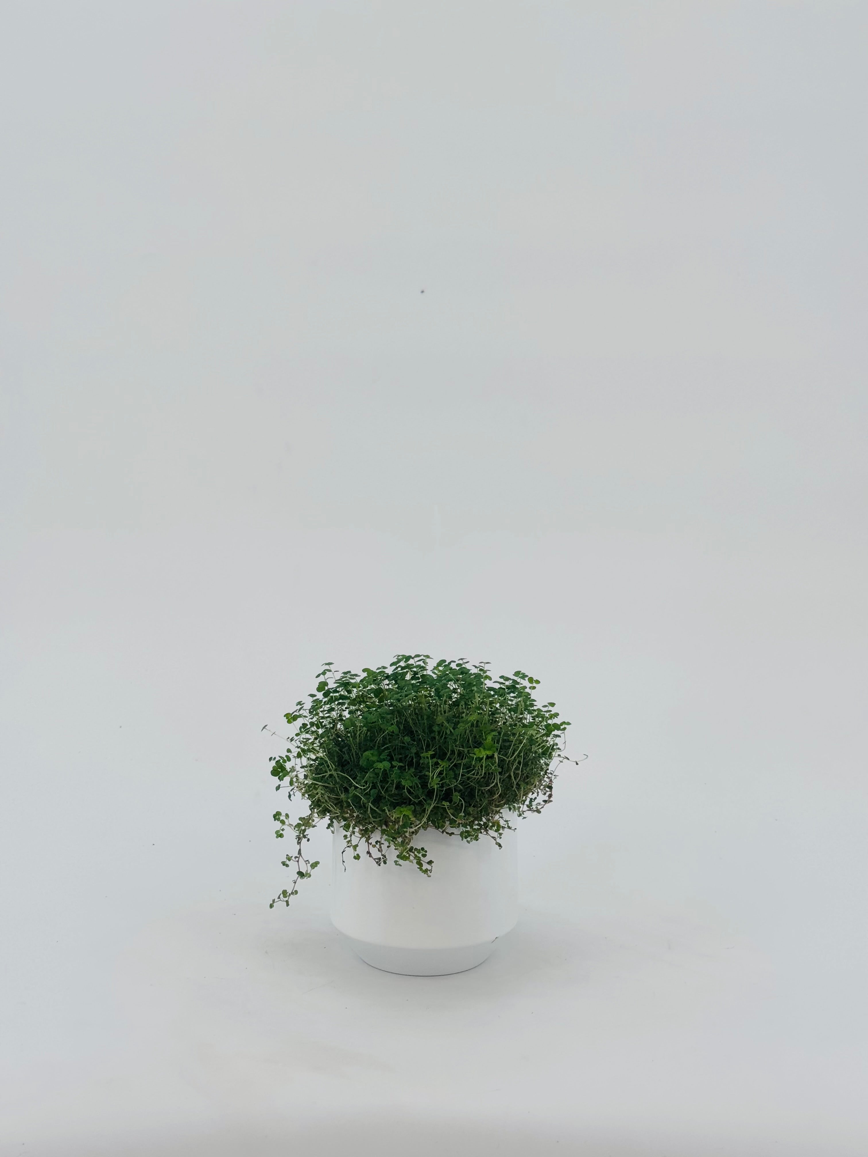 SOLEIROLIA M11