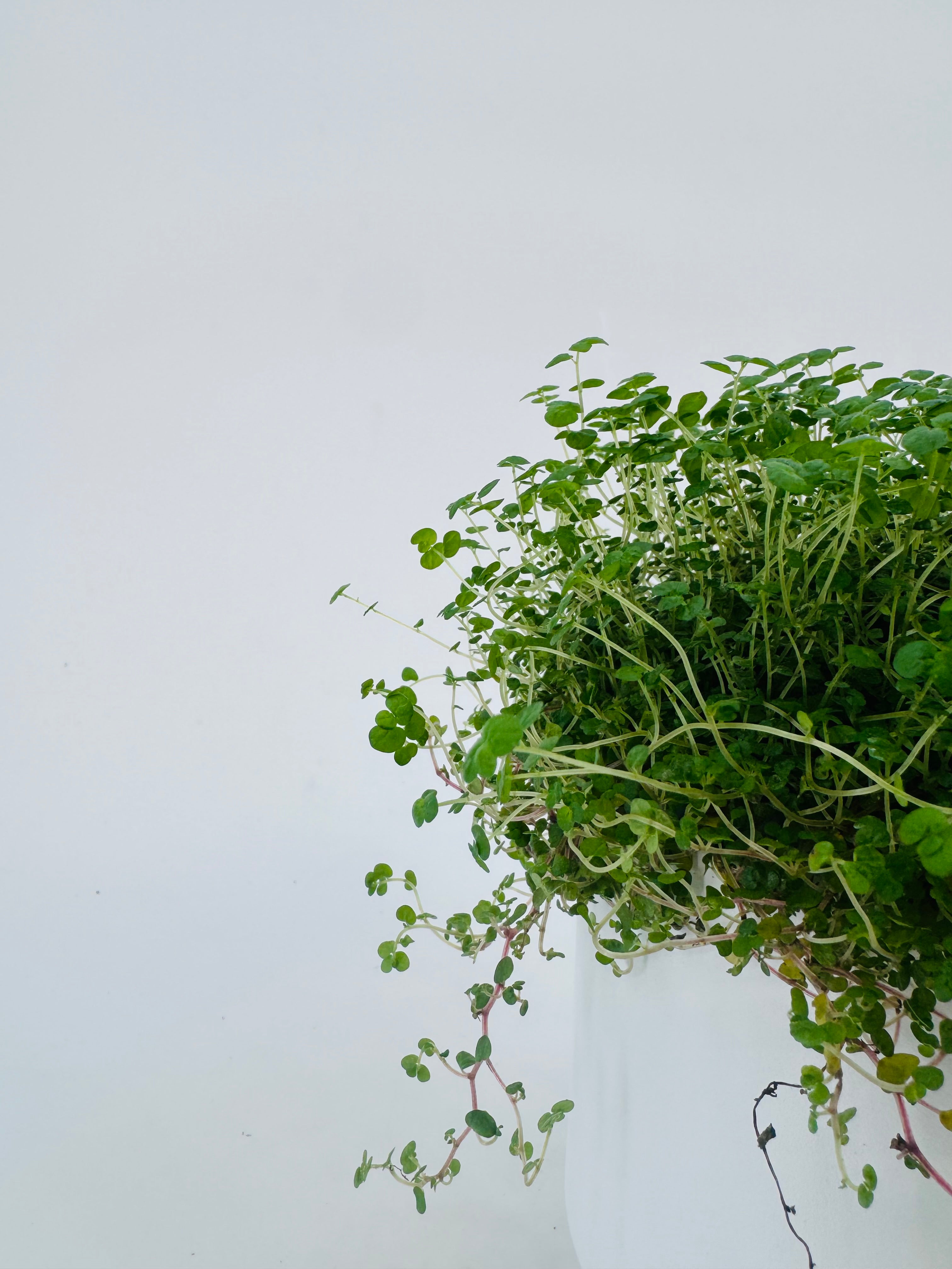 Soleirolia M11 en maceta blanca, planta tapizante de interior con hojas verdes pequeñas y densas.
