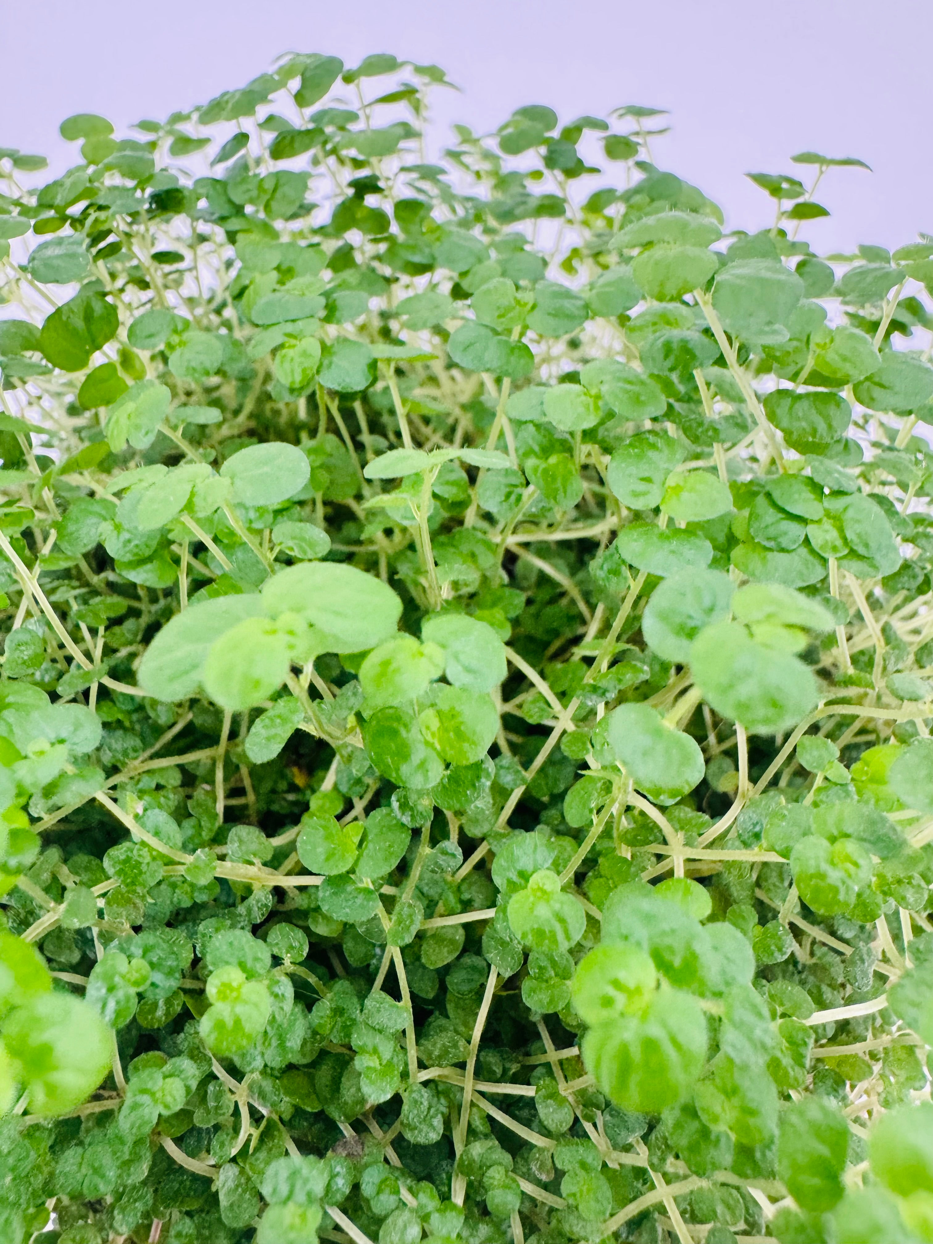 Soleirolia M11, planta tapizante de interior con miles de pequeñas hojas verdes redondeadas y textura suave.