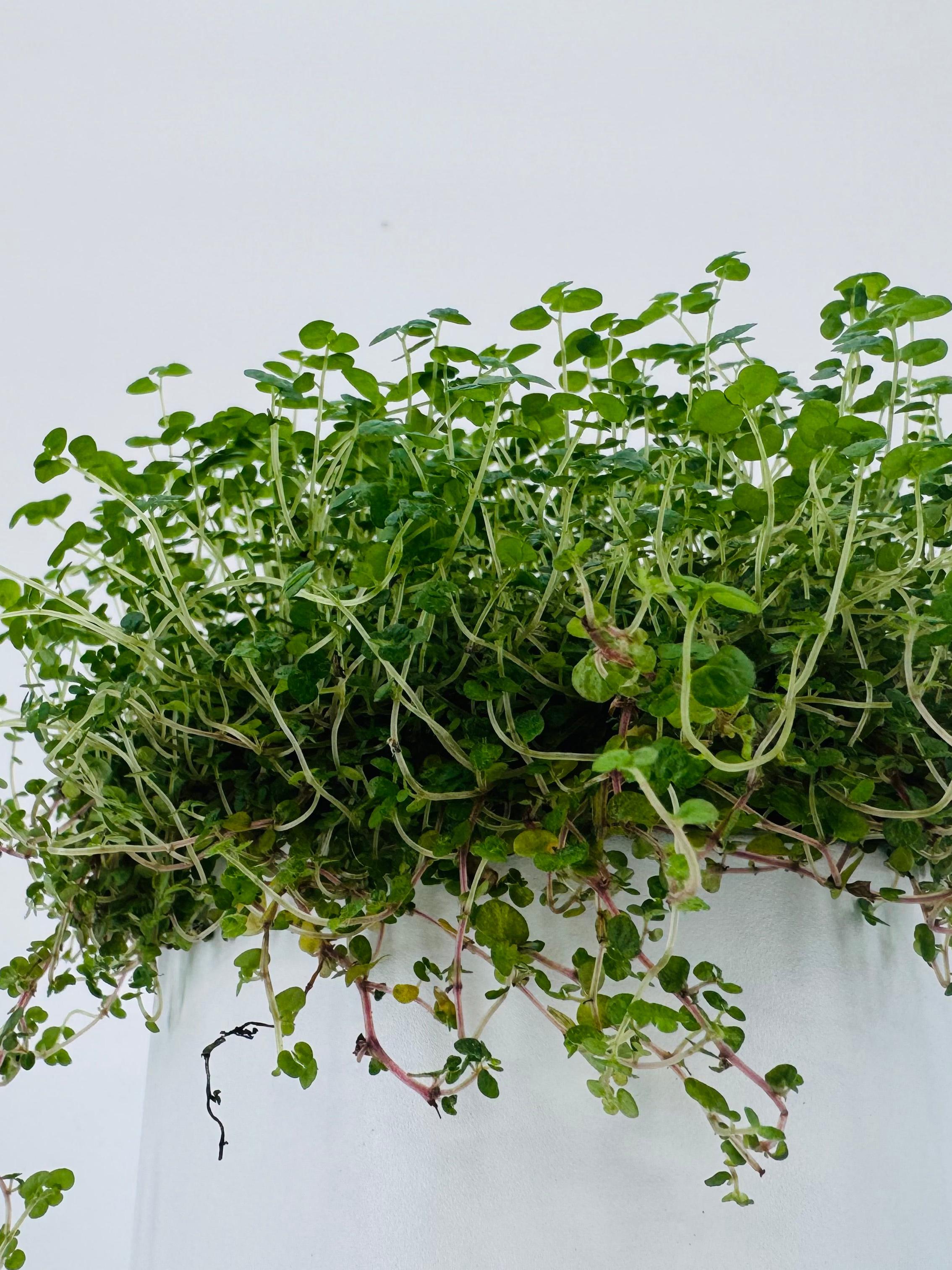 Soleirolia M11 en maceta blanca, con follaje verde denso y hojas redondeadas.