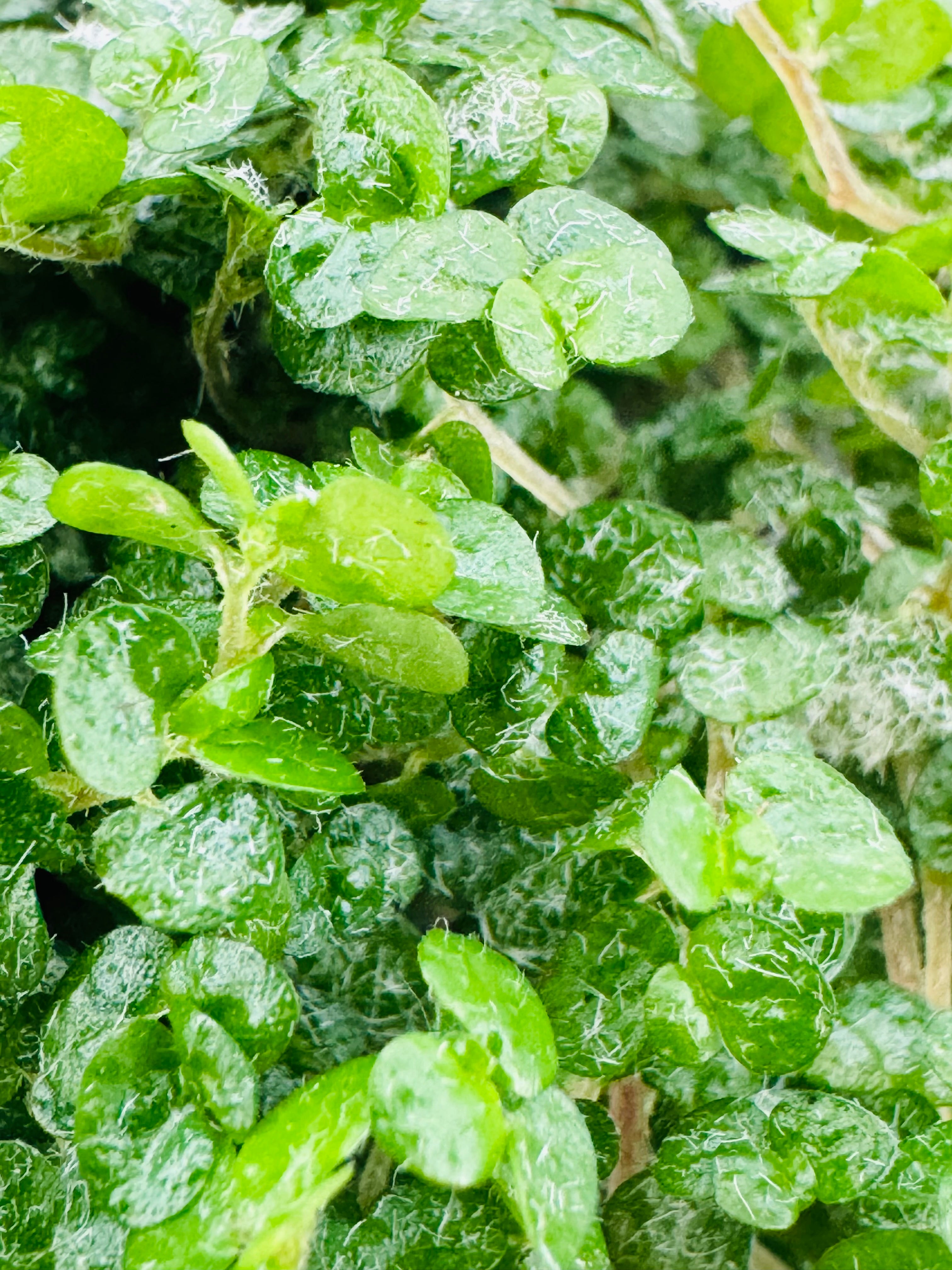 SOLEIROLIA XMASS DECO