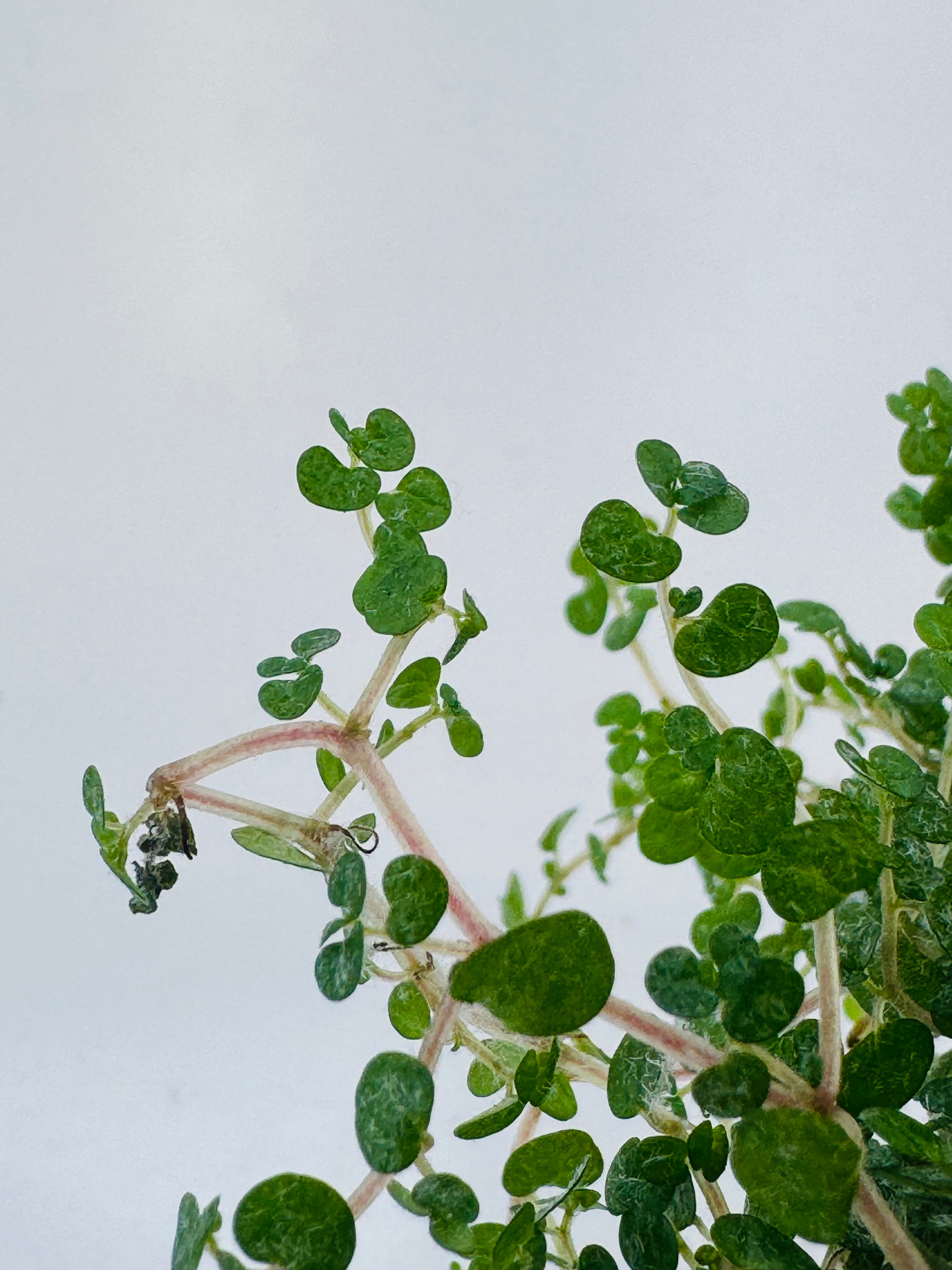 SOLEIROLIA XMASS DECO