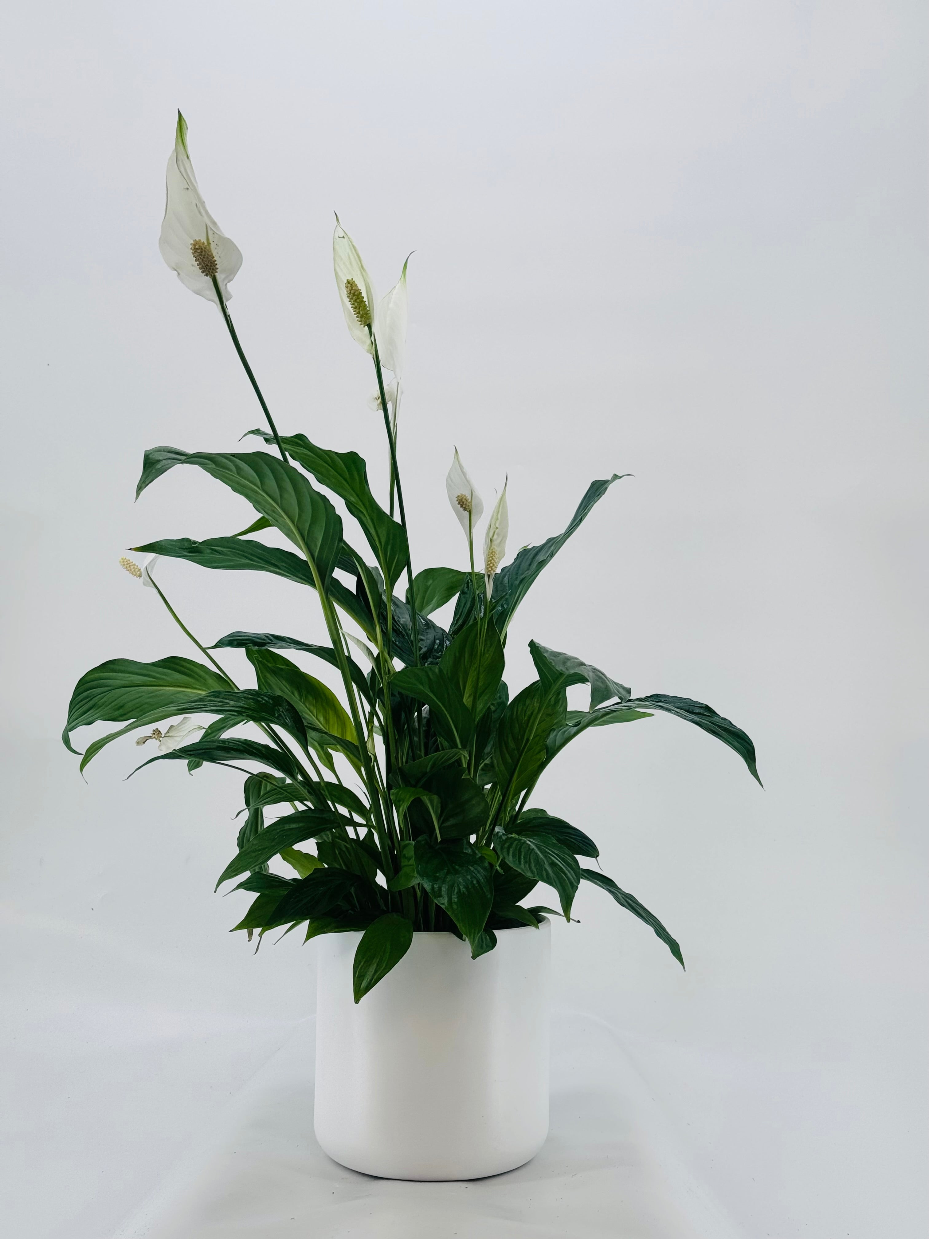 SPATHIPHYLLUMM VIVALDI C17