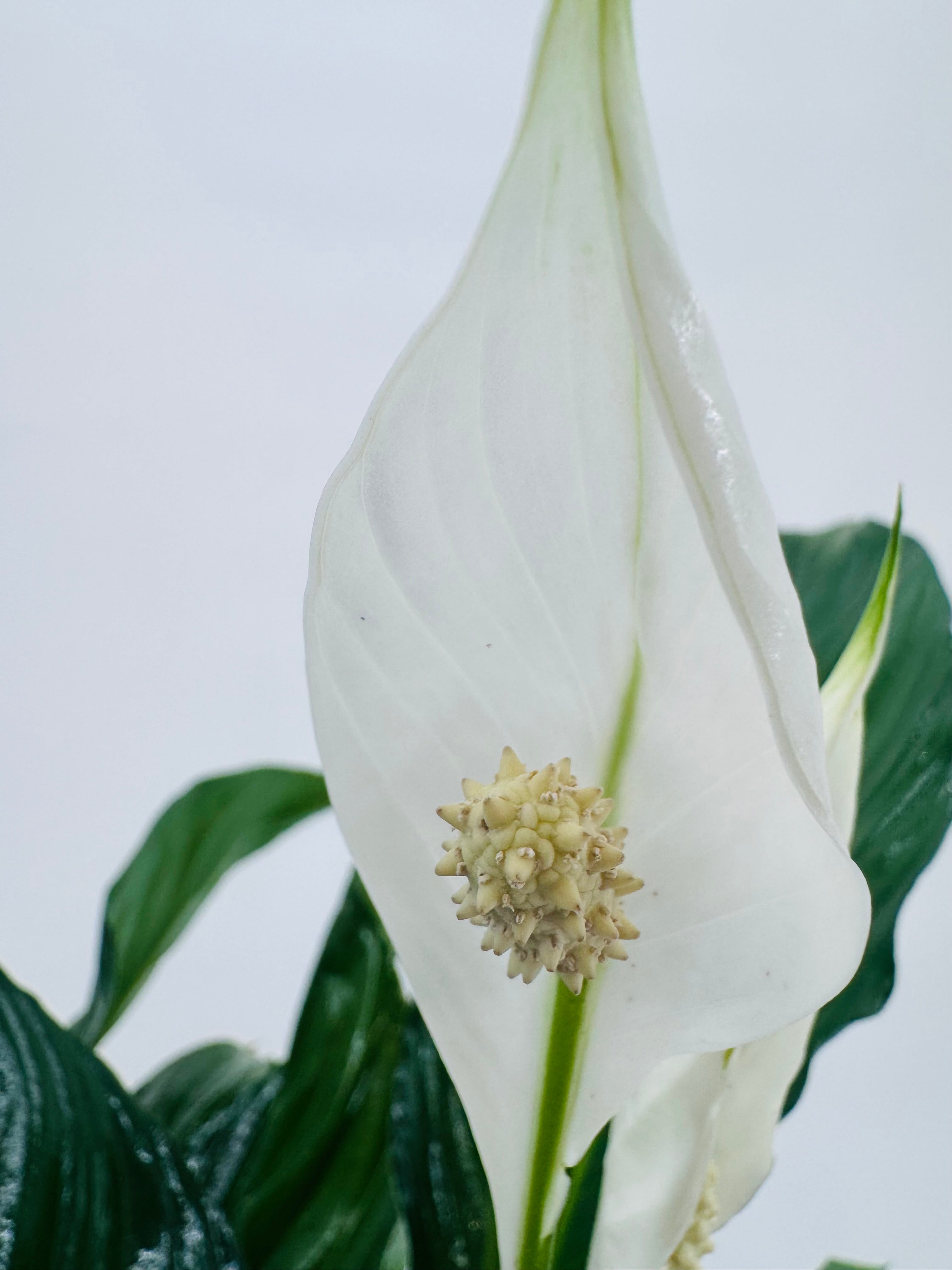 SPATHIPHYLLUMM VIVALDI C17