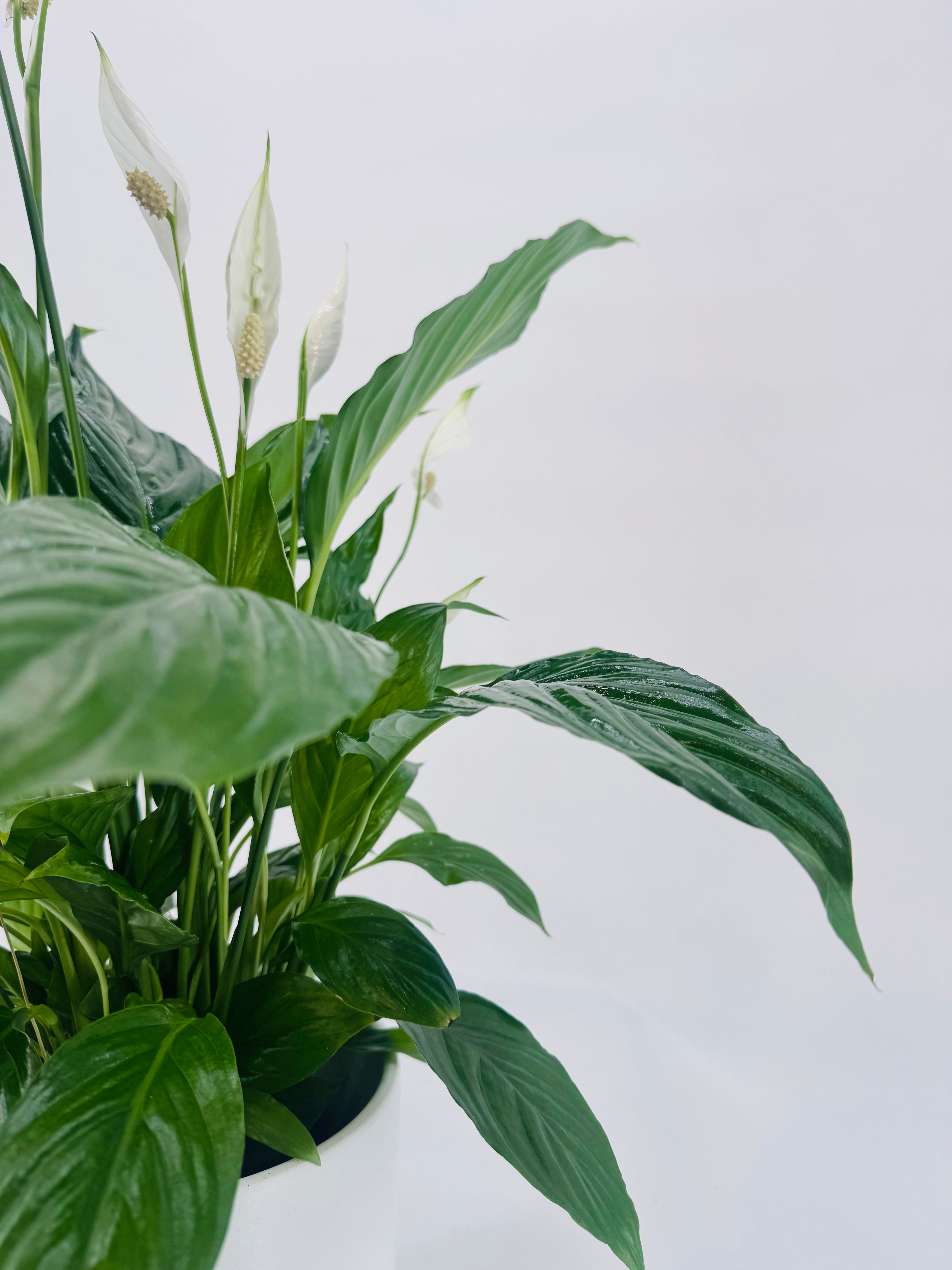 SPATHIPHYLLUMM VIVALDI C17