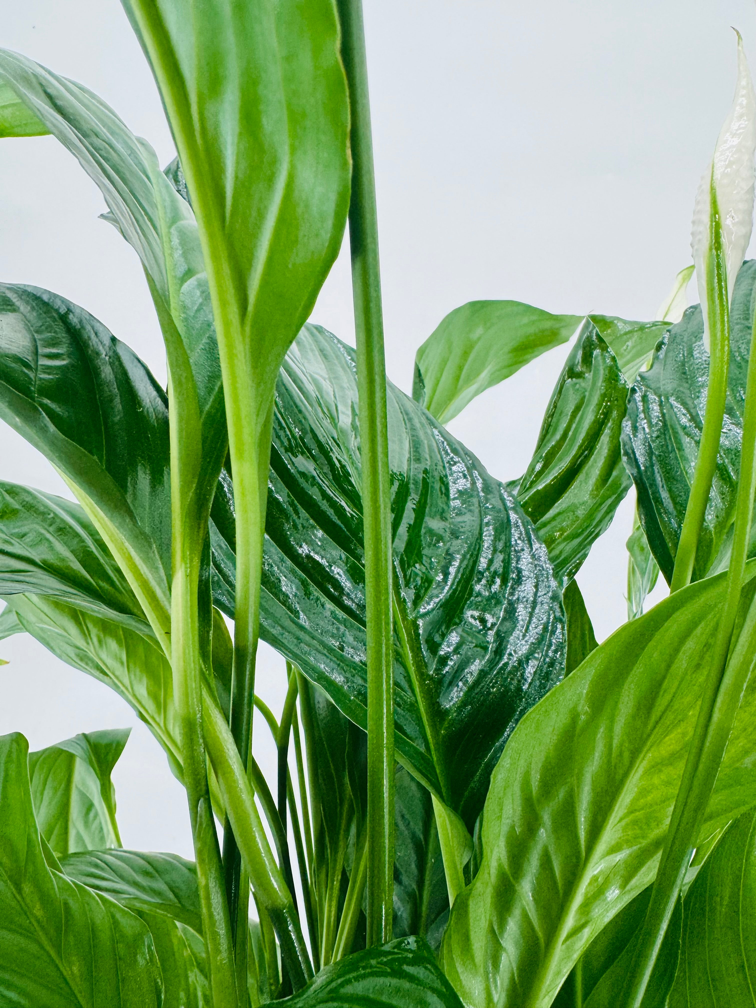 SPATHIPHYLLUMM VIVALDI C17