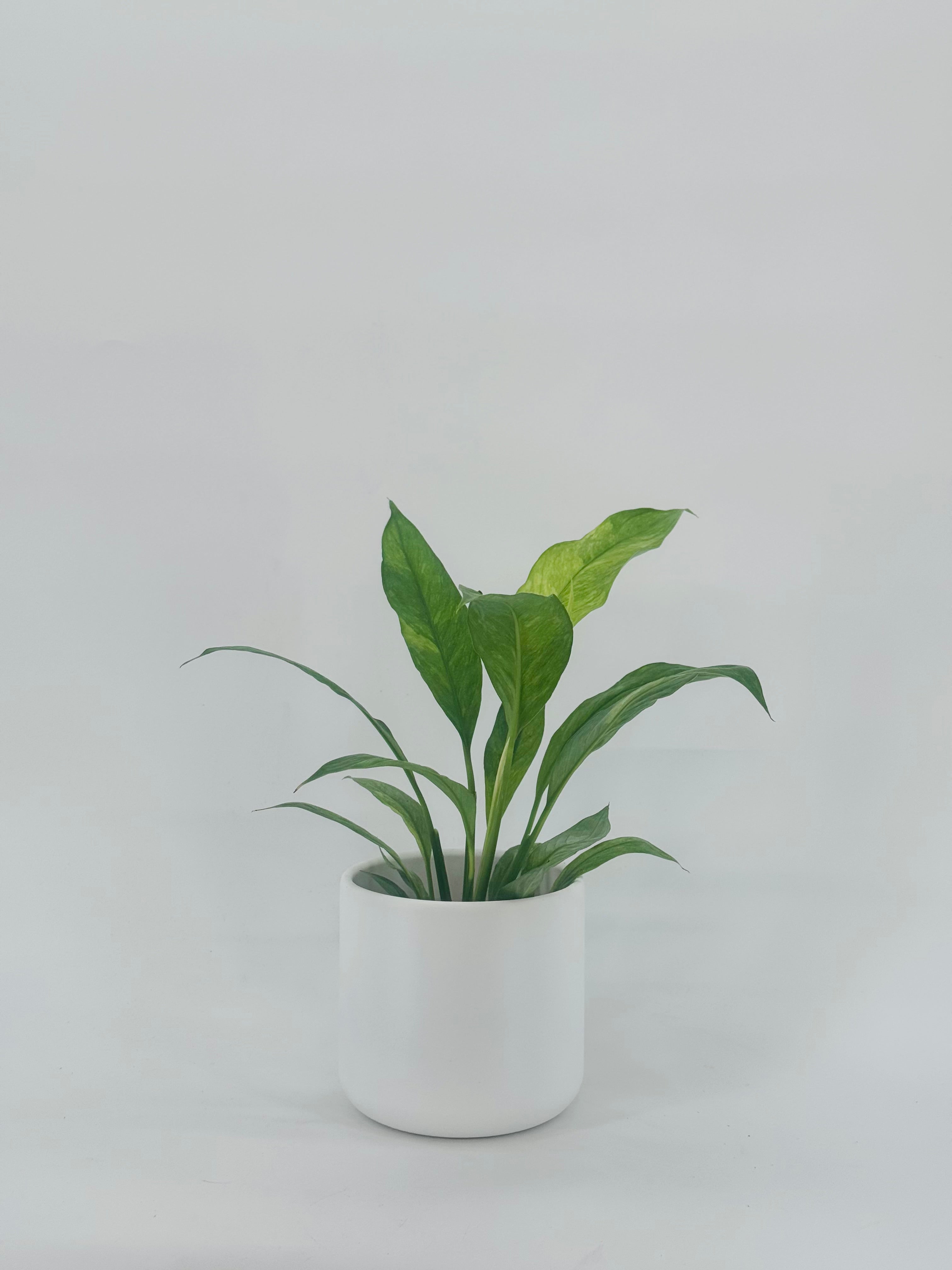 SPATHIPHYLLUM AUREA 10.5