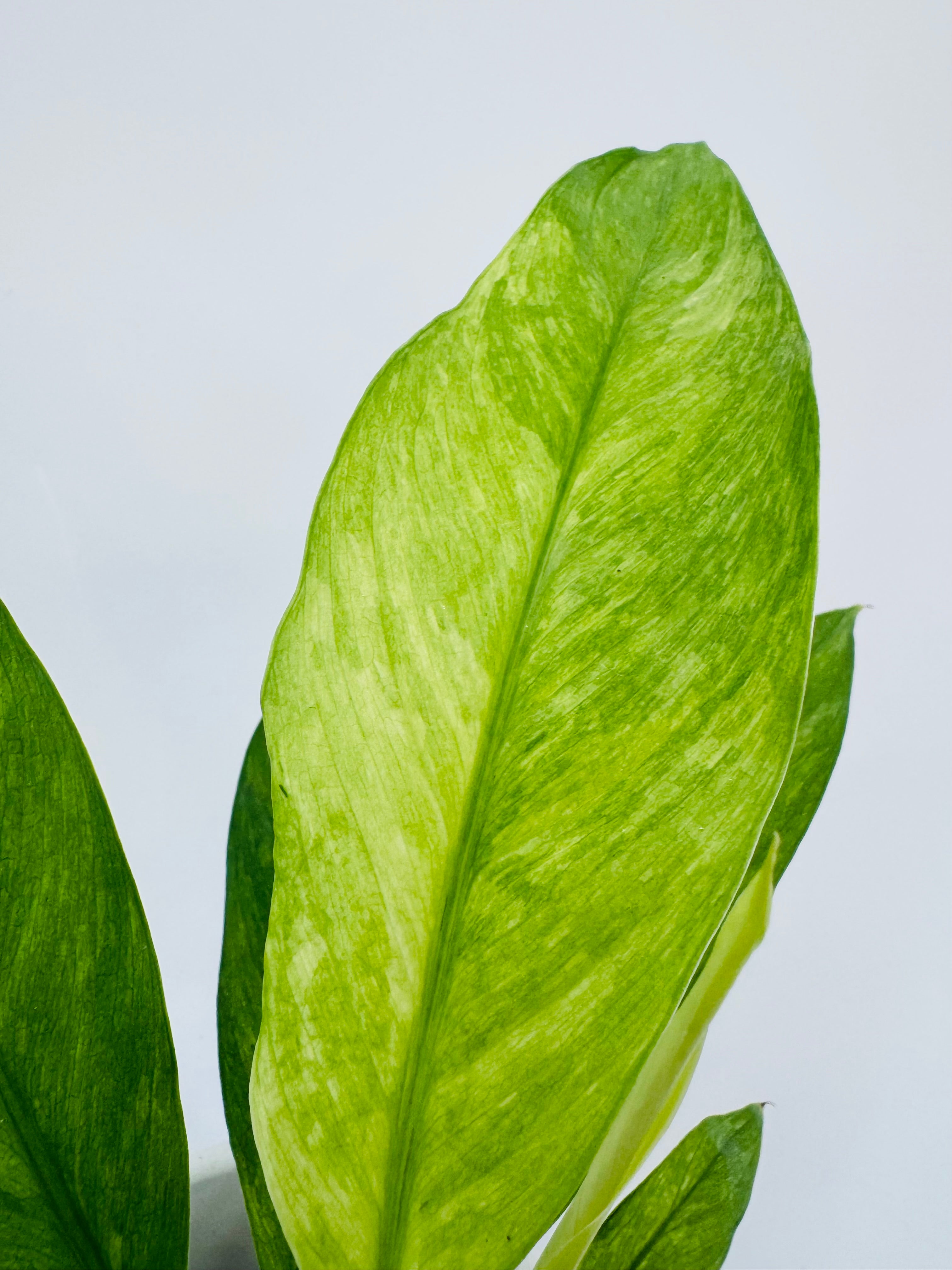 Spathiphyllum Aurea 10.5 con hojas variegadas verde y amarillo dorado en maceta blanca.