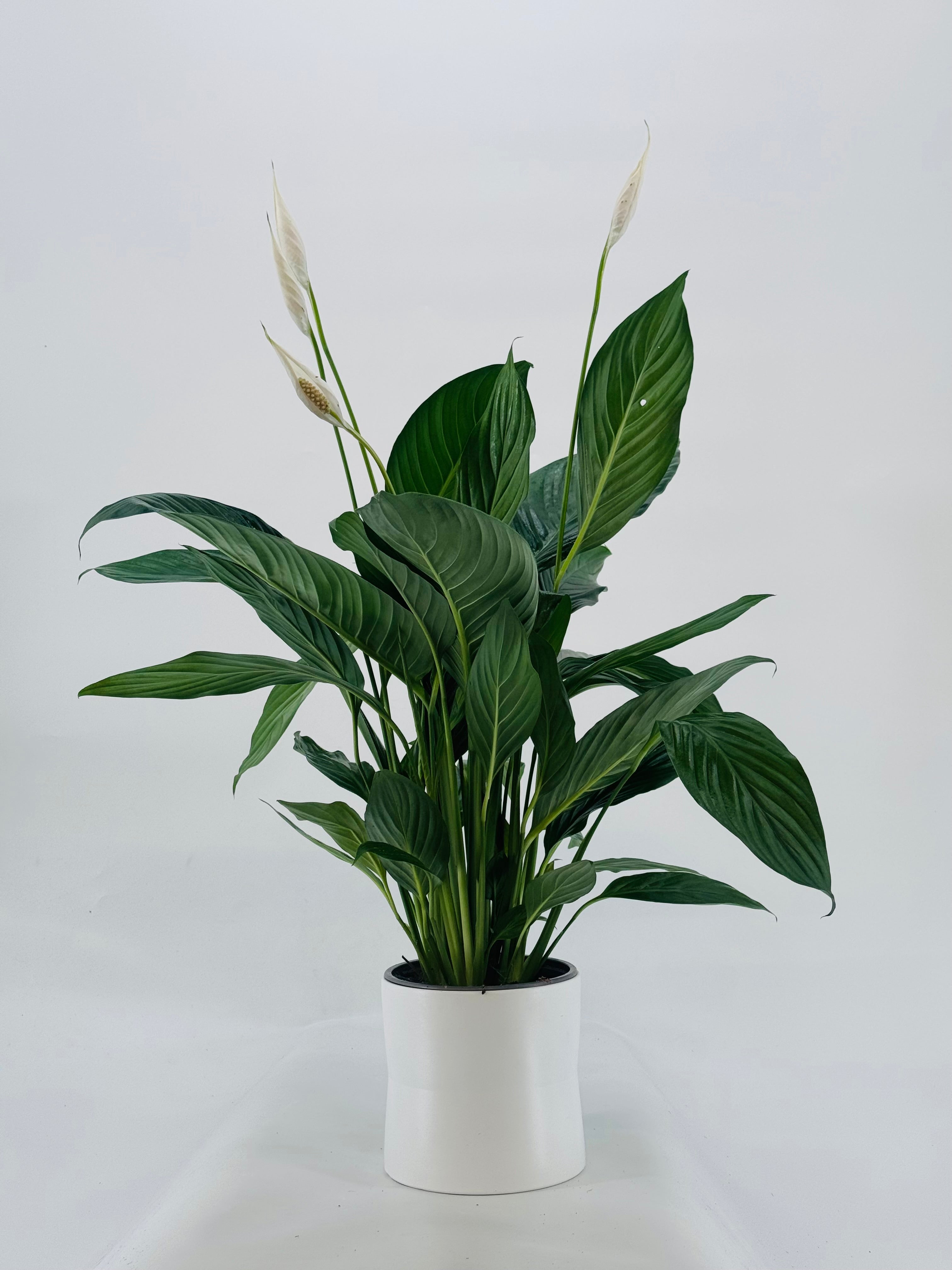 SPATHIPHYLLUM BINGO CUPIDO BLAN 17M
