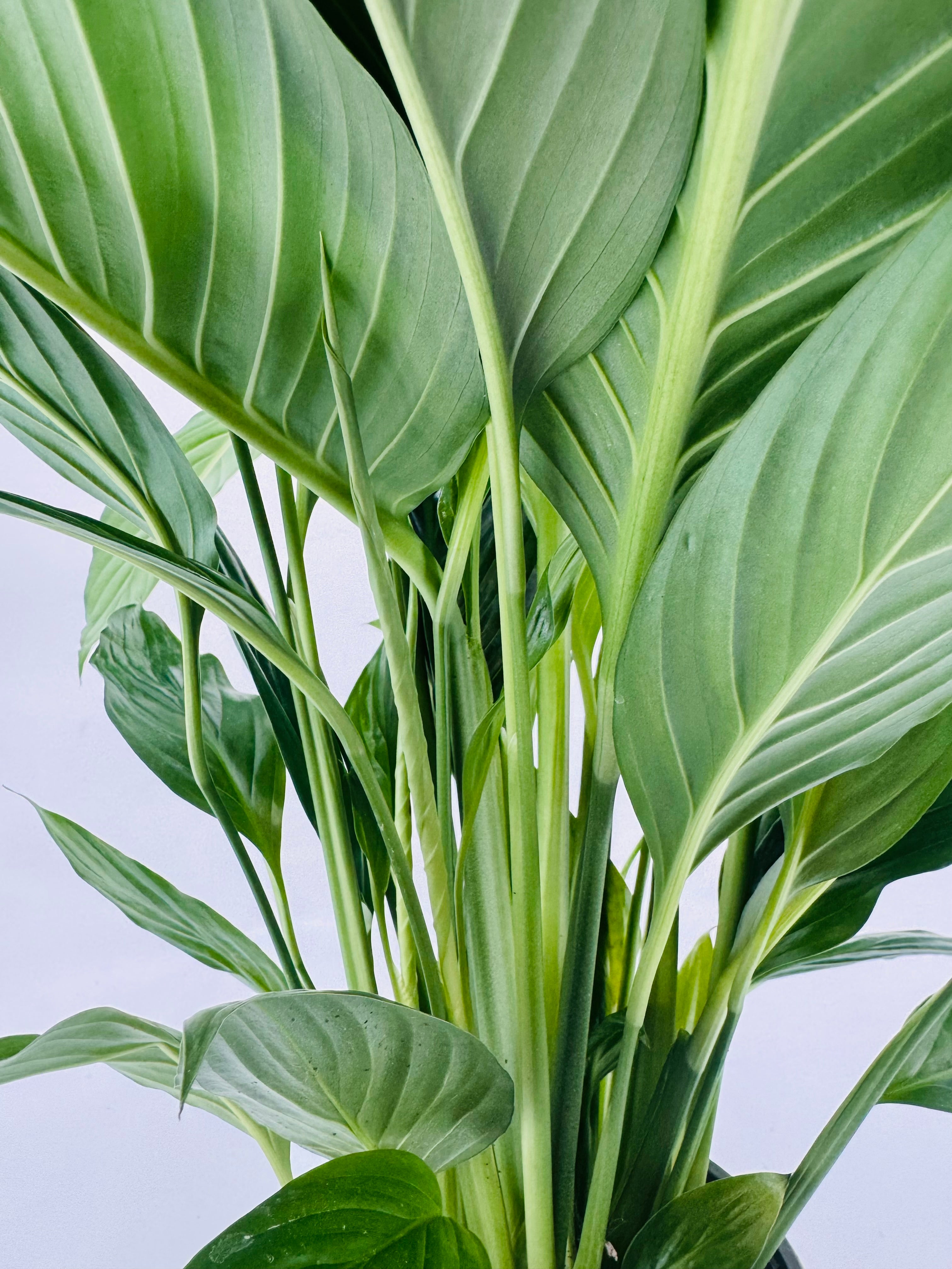 SPATHIPHYLLUM BINGO CUPIDO BLAN 17M