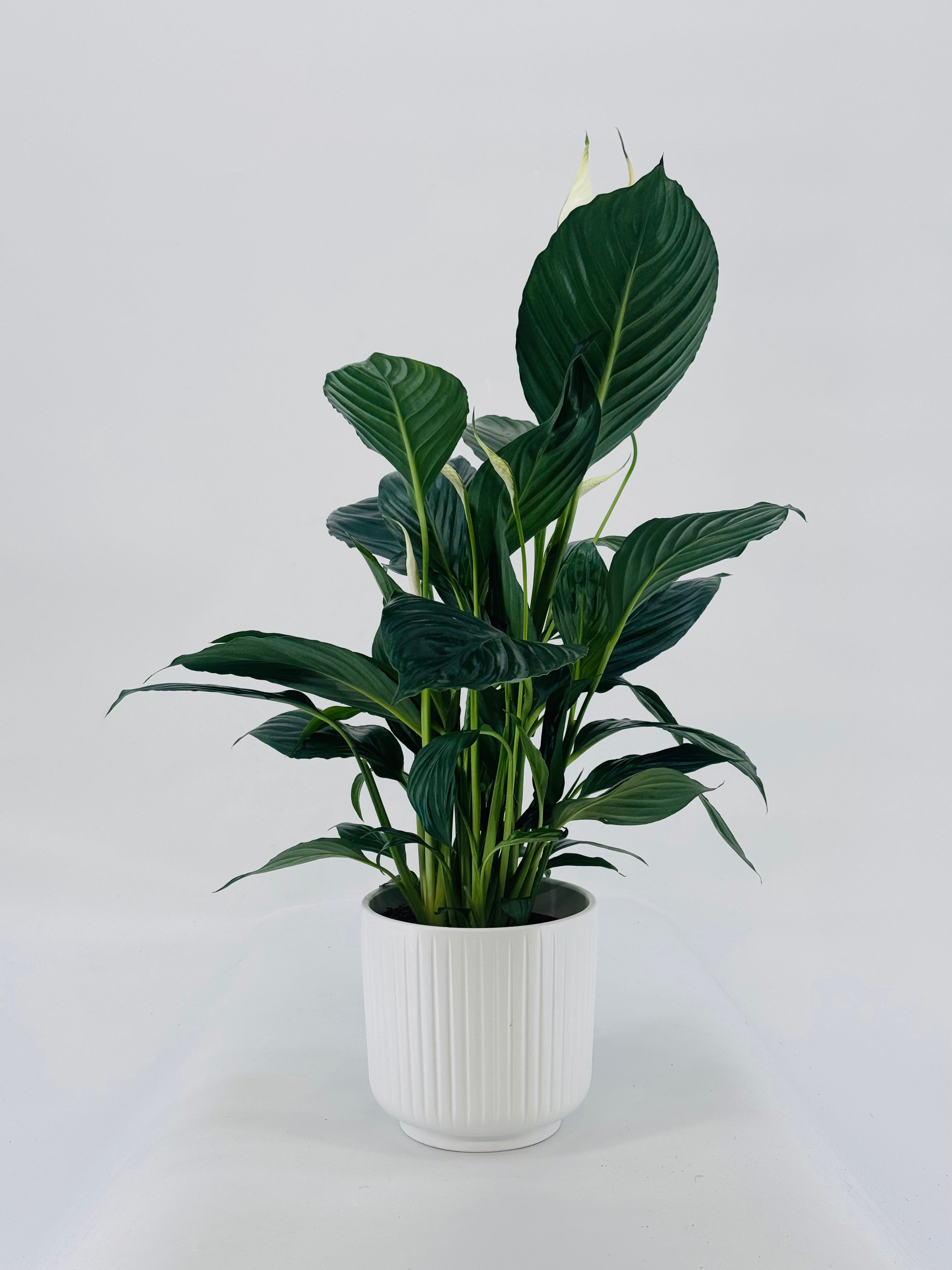 SPATHIPHYLLUM M13
