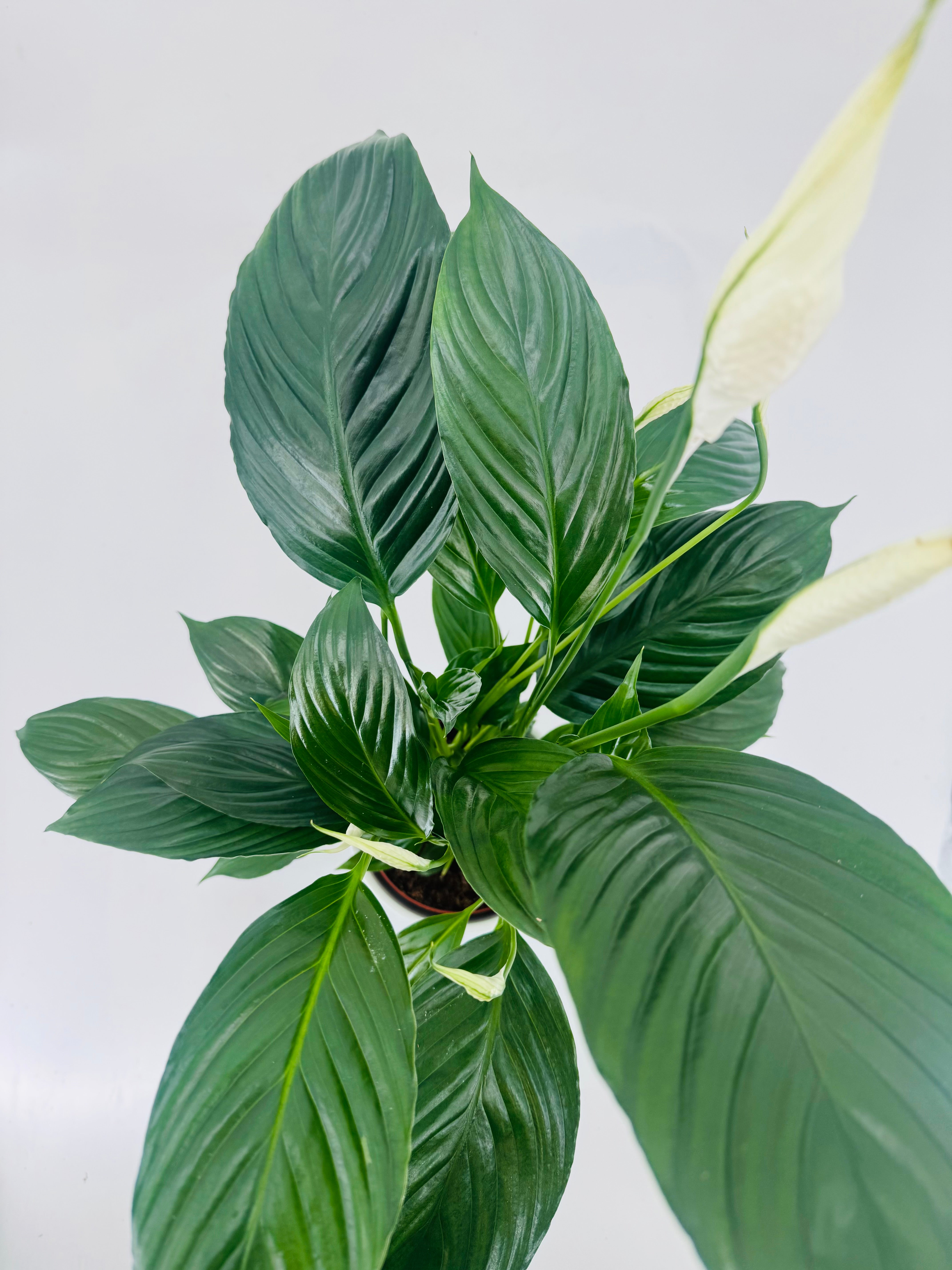 SPATHIPHYLLUM M13