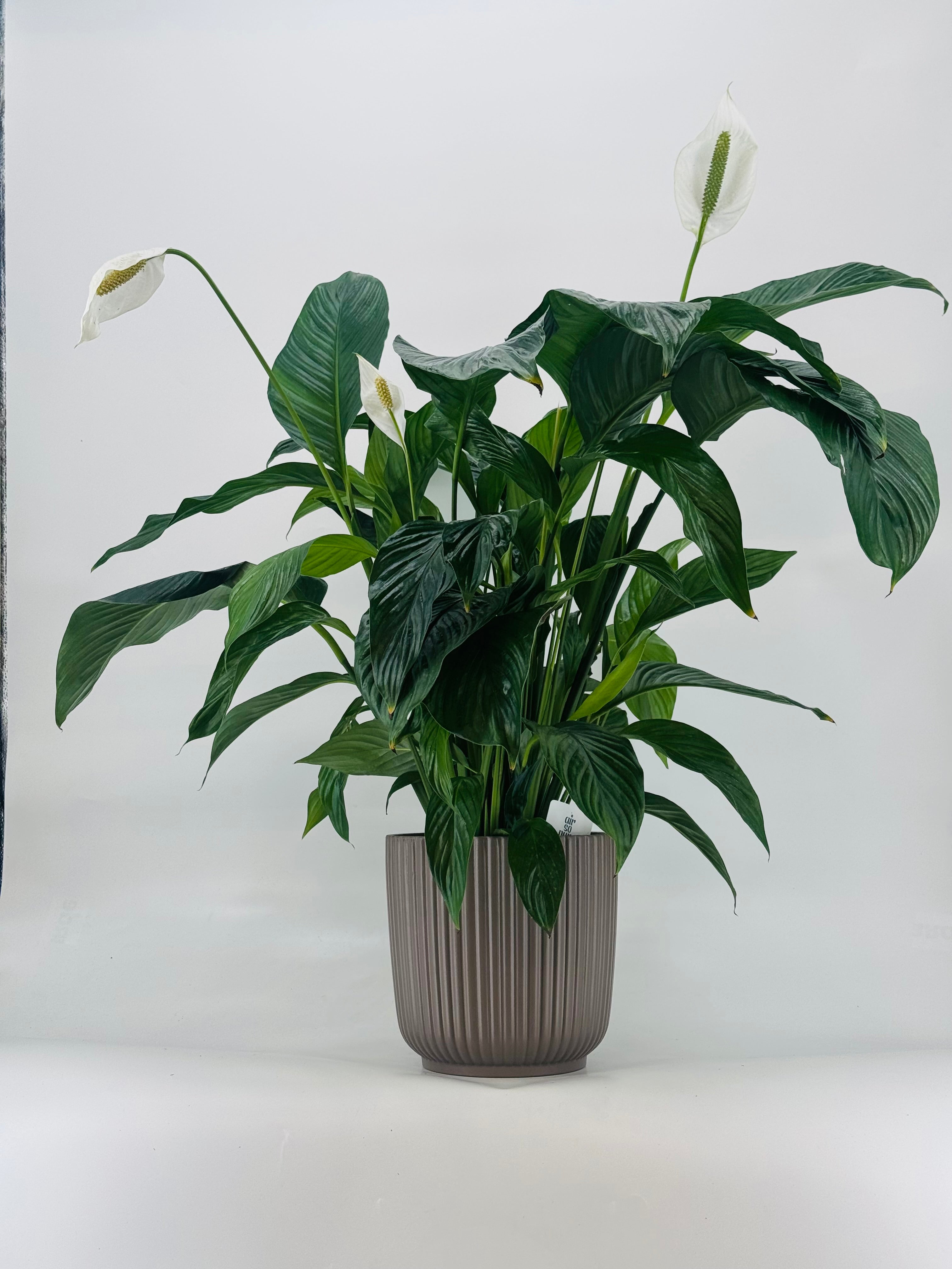 SPATHIPHYLLUM SWEET LAURETTA M21