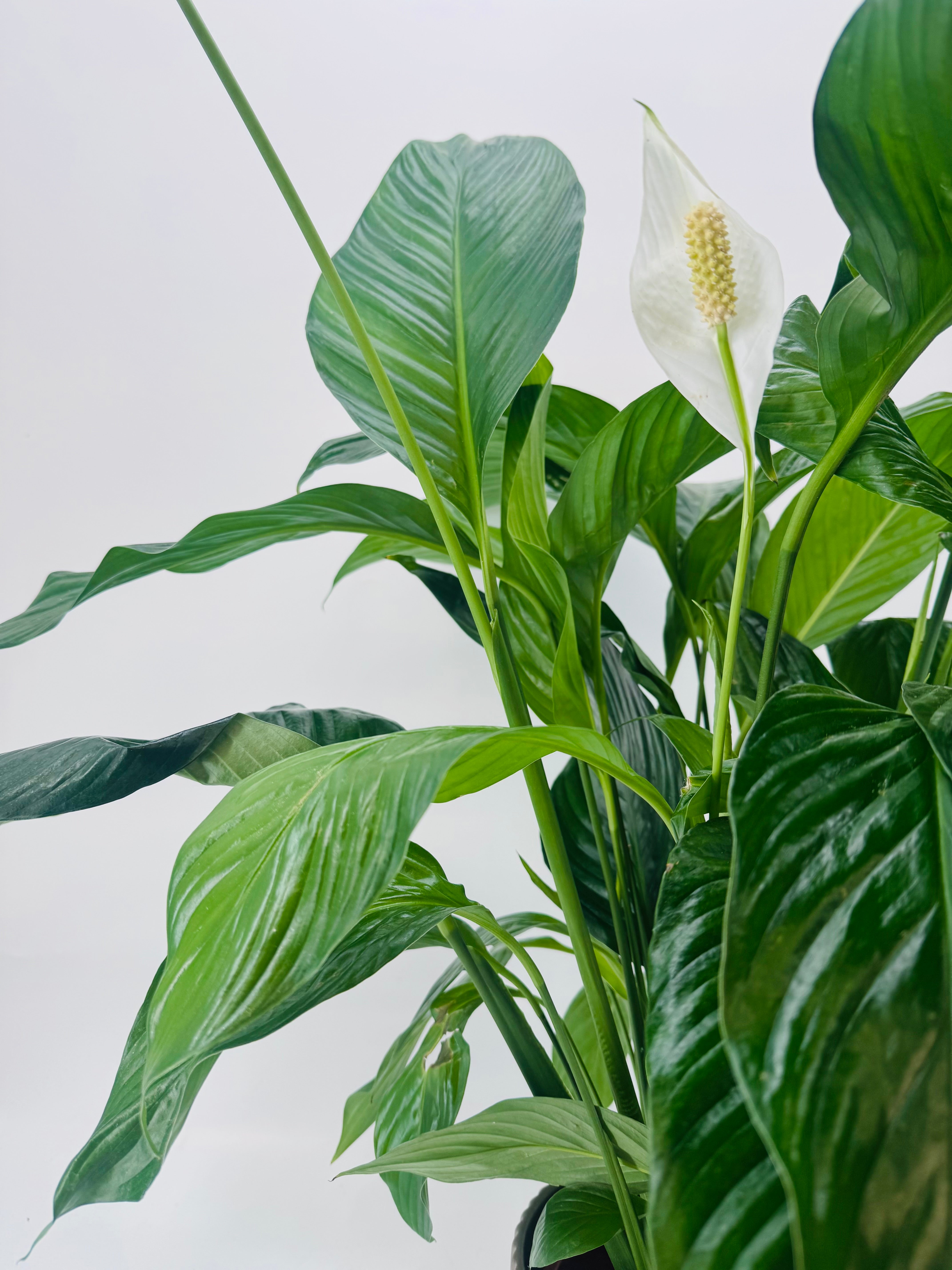 SPATHIPHYLLUM SWEET LAURETTA M21
