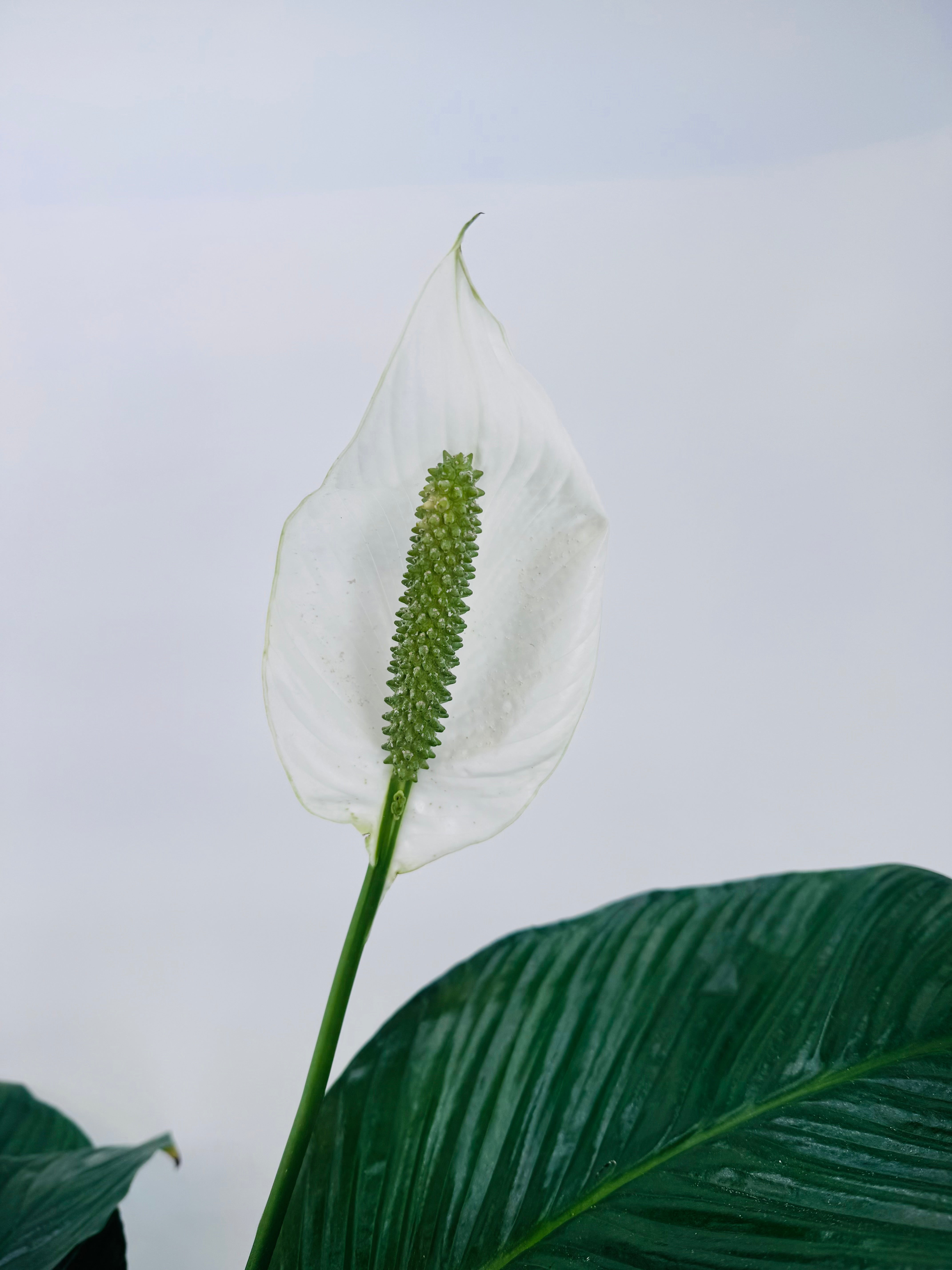Spathiphyllum 'Sweet Lauretta' con flor blanca grande y espádice verde, sobre hojas verdes intensas.