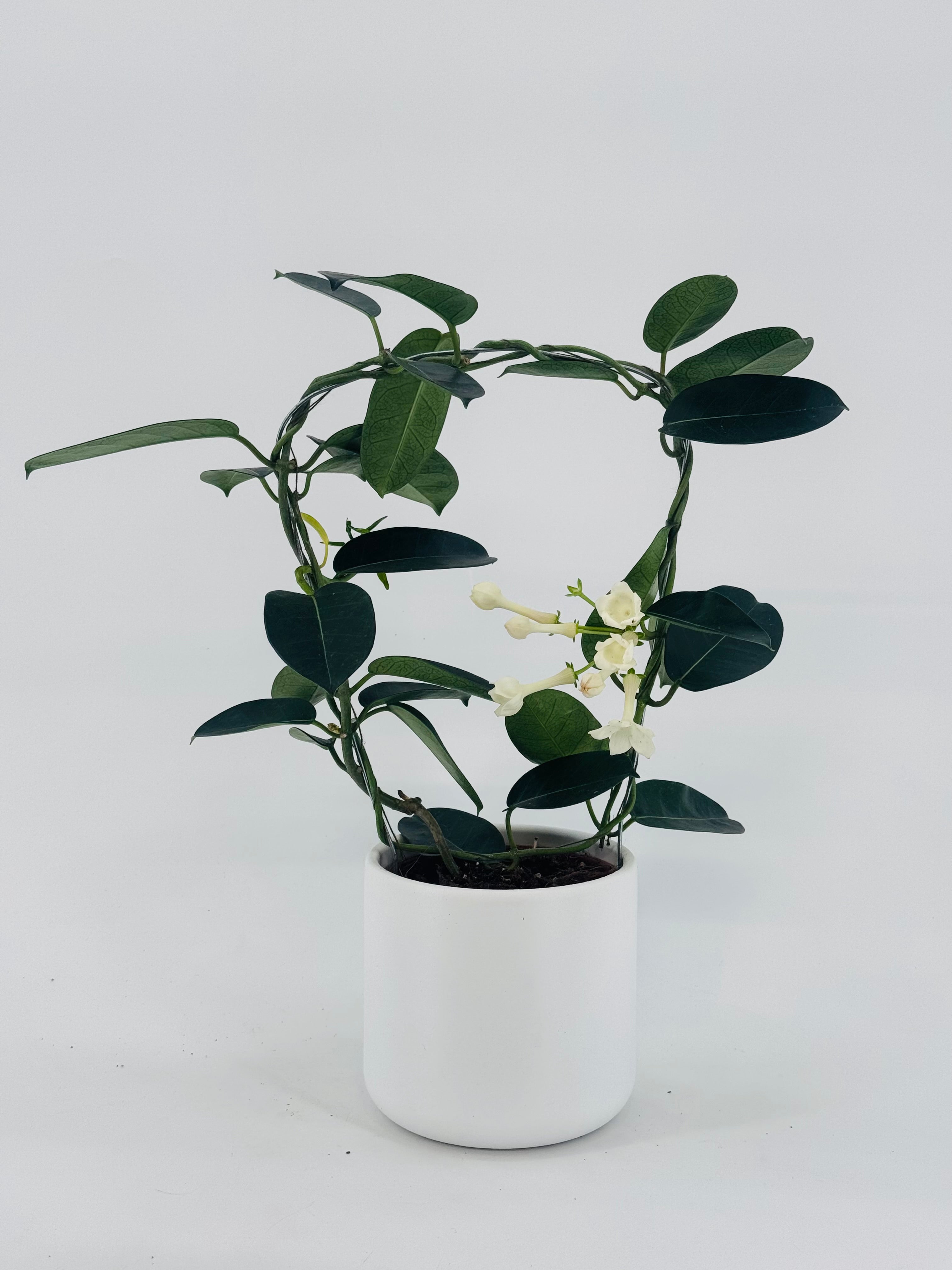 STEPHANOTIS FLOR. BLANCO