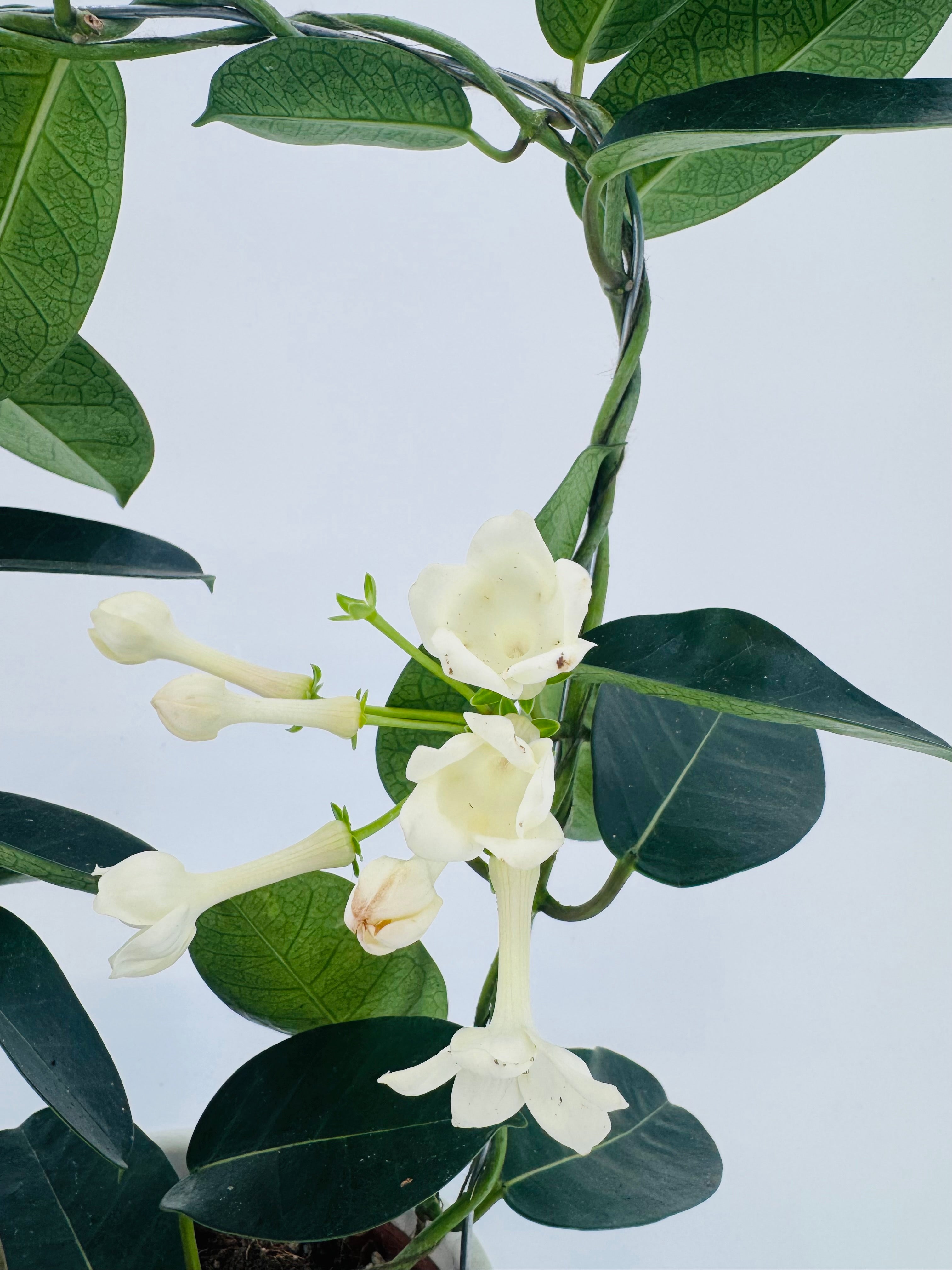 STEPHANOTIS FLOR. BLANCO
