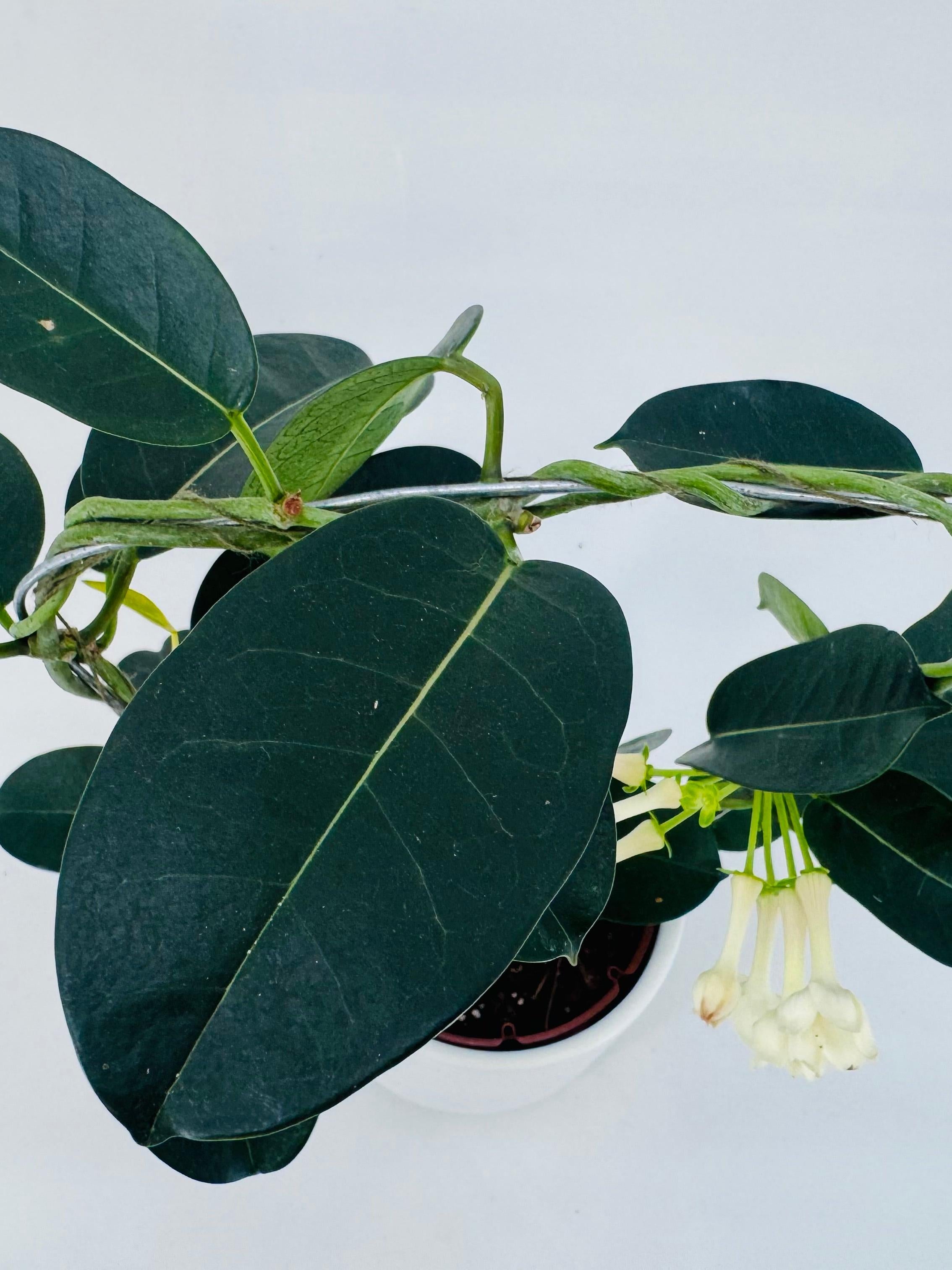 STEPHANOTIS FLOR. BLANCO