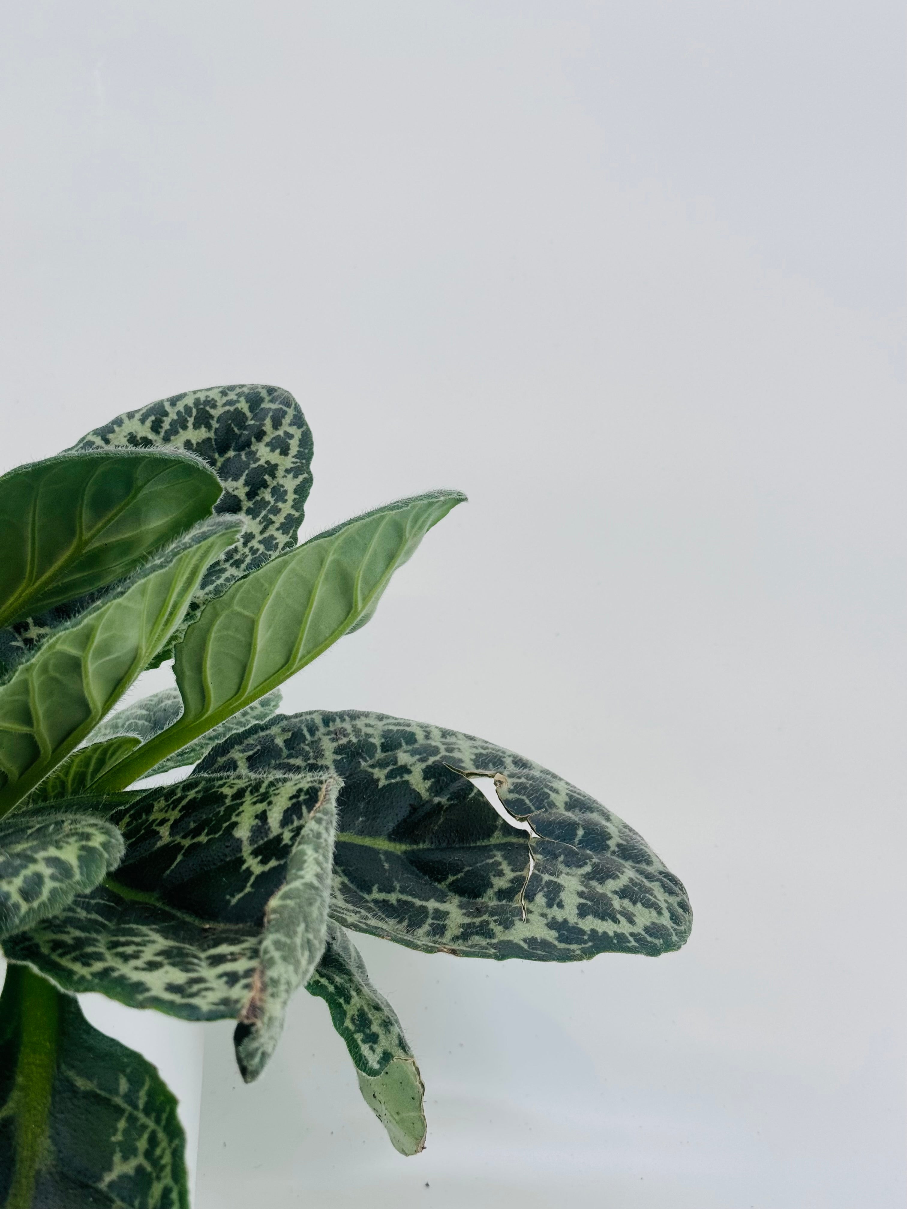 STREPTOCARPUS PRETTY TURTLE