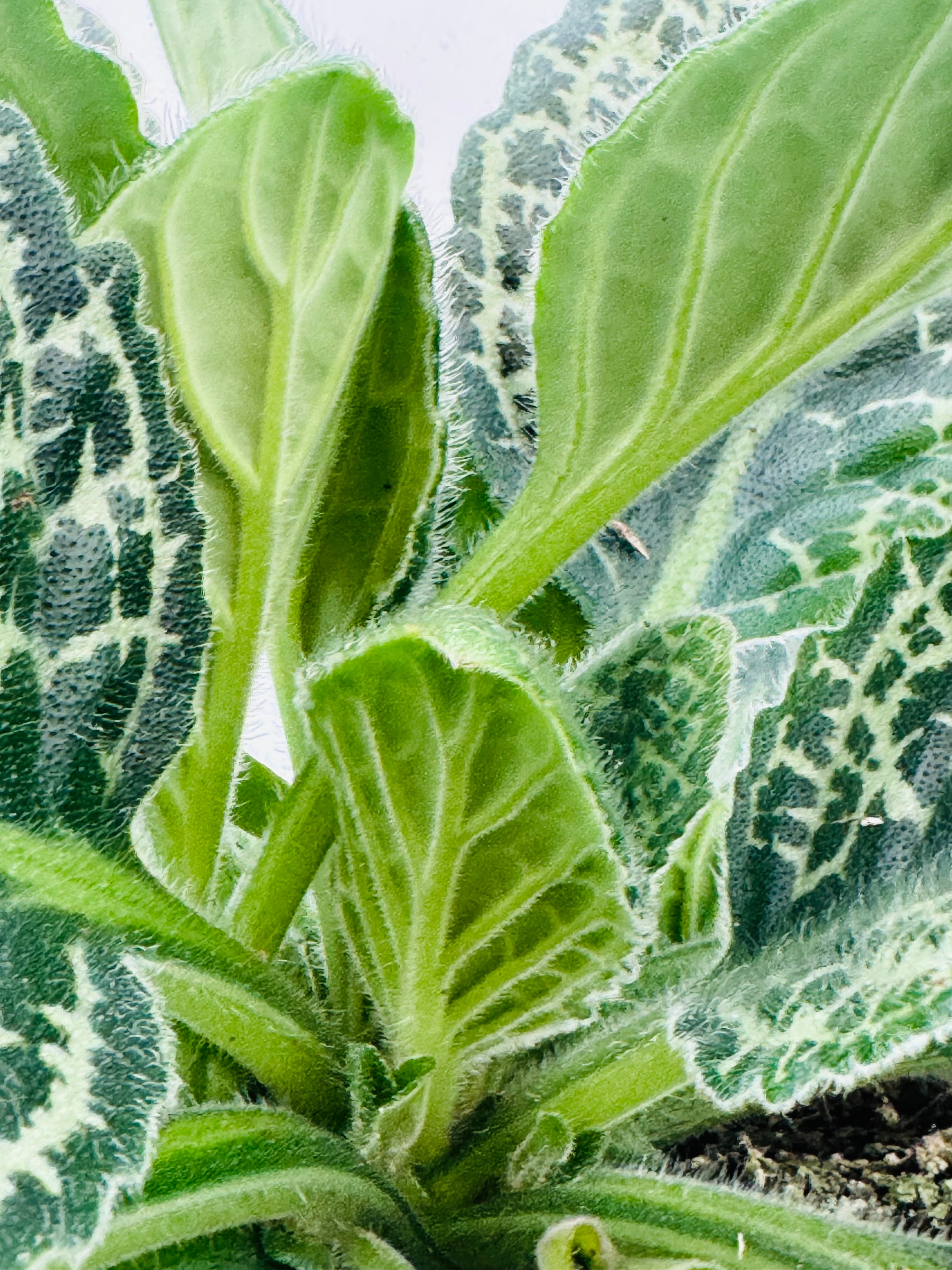 STREPTOCARPUS PRETTY TURTLE